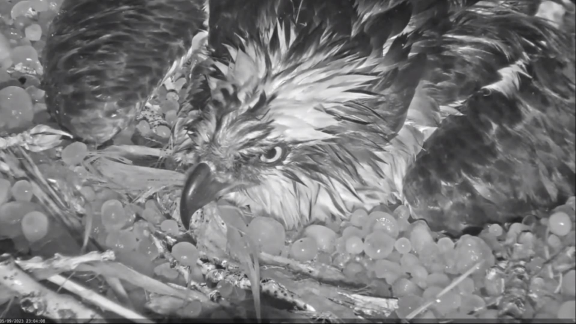 La heroica acción de una mamá águila que protegió su huevos - Infobae