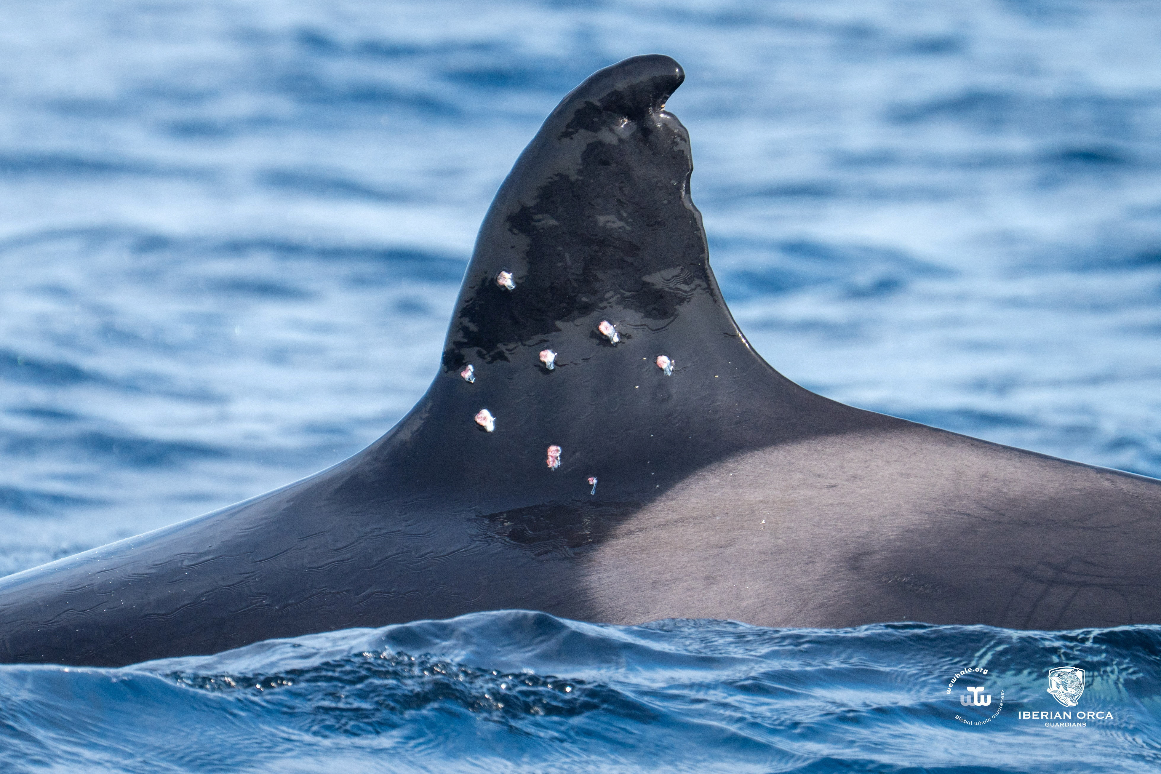 La orca m&aacute;s longeva del Estrecho de Gibraltar desata la alarma cient&iacute;fica por sus graves heridas