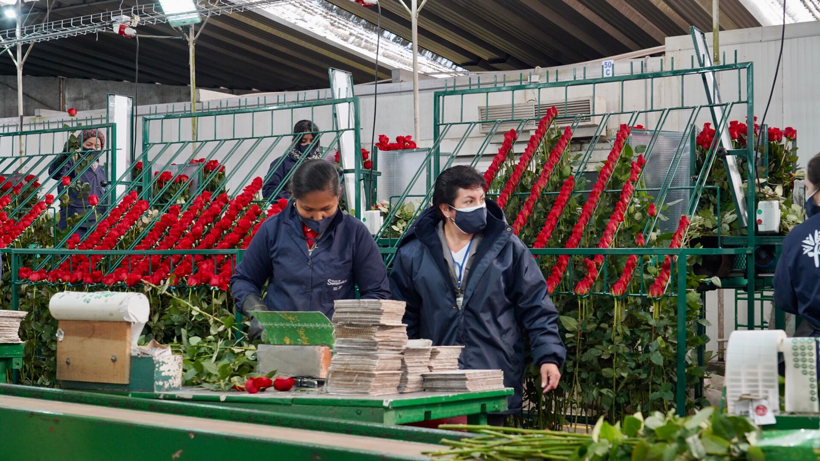 El lenguaje de las flores: este es el significado de las rosas y sus colores  - Infobae