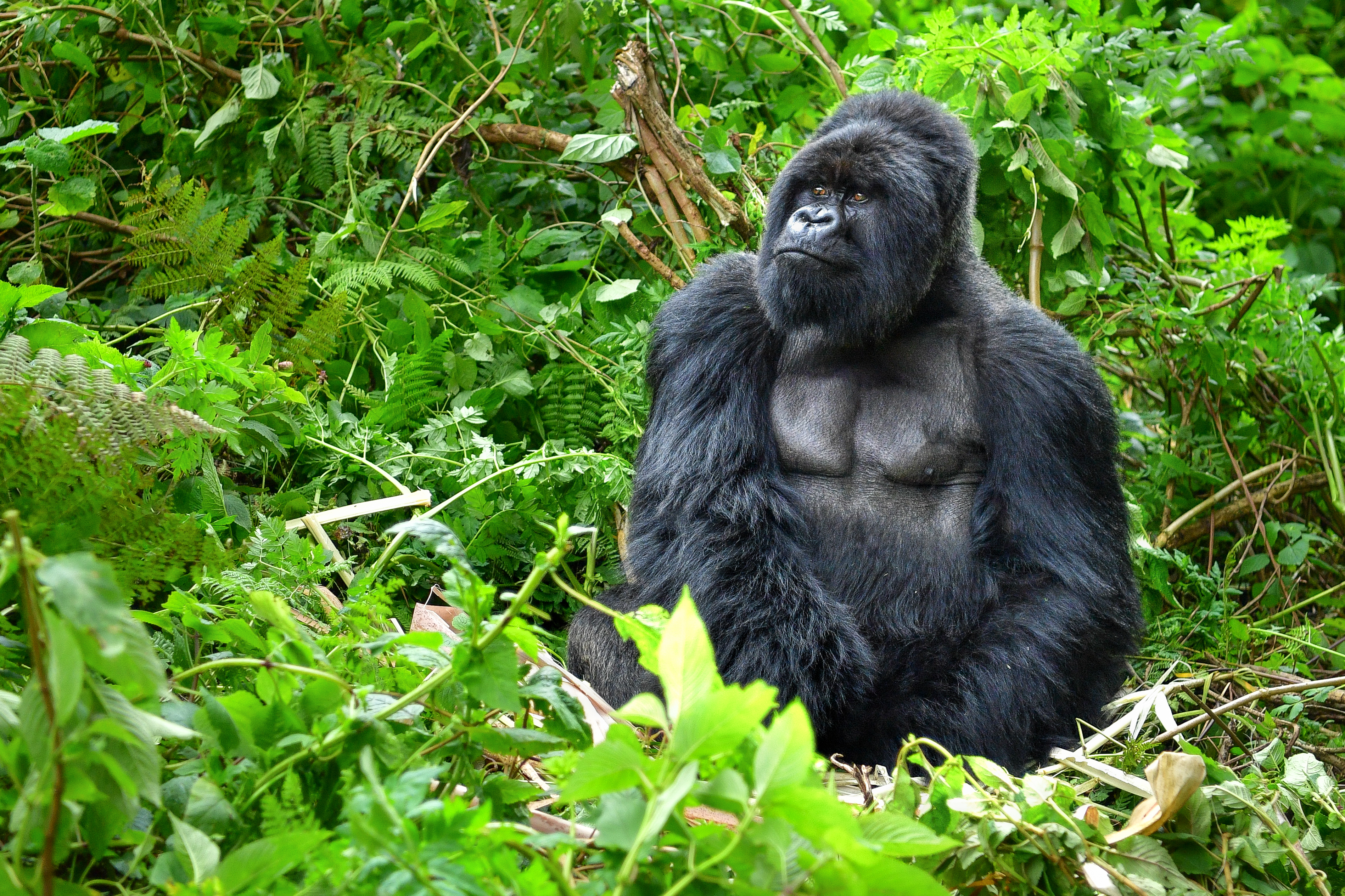 Aquí vive una de las últimas poblaciones de gorilas de montaña del planeta. Hoy hay unos 600 gorilas viviendo en el bosque de las montañas Virunga, una cadena de volcanes extintos que bordea Ruanda, Uganda y la República Democrática del Congo. Ruanda ha adoptado un modelo de turismo sostenible para conseguir un cambio a largo plazo y está sirviendo de ejemplo a otros países y aprovecha los beneficios que genera el parque para reducir las amenazas sobre los gorilas. Hay iniciativas como Gorilla Guardians Village, una aldea donde ex cazadores furtivos se ganan ahora la vida compartiendo sus historias en lugar de proseguir con la caza