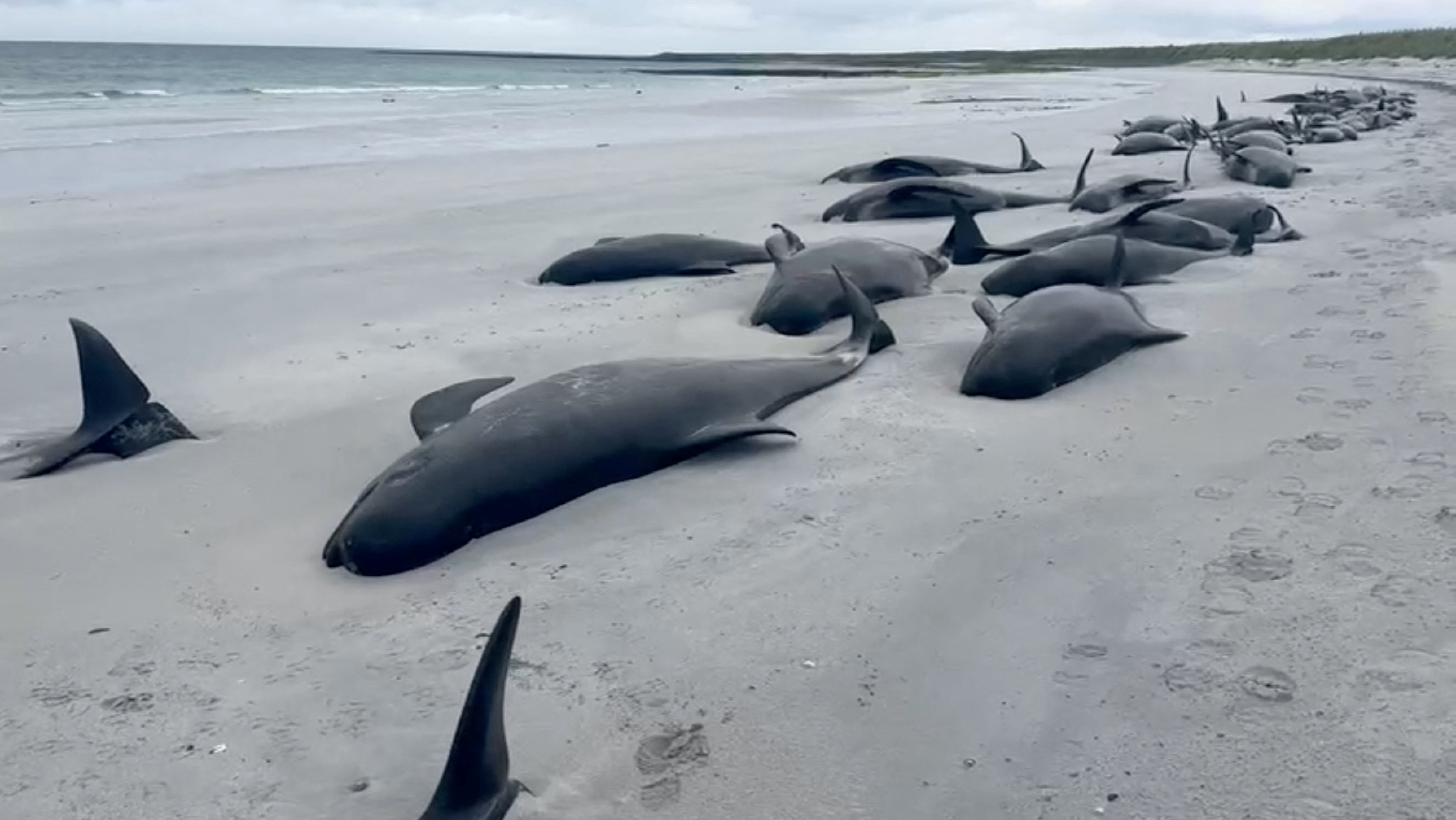 Cient&iacute;ficos investigaron la muerte de m&aacute;s de 50 ballenas en las playas de Escocia y revelaron las causas