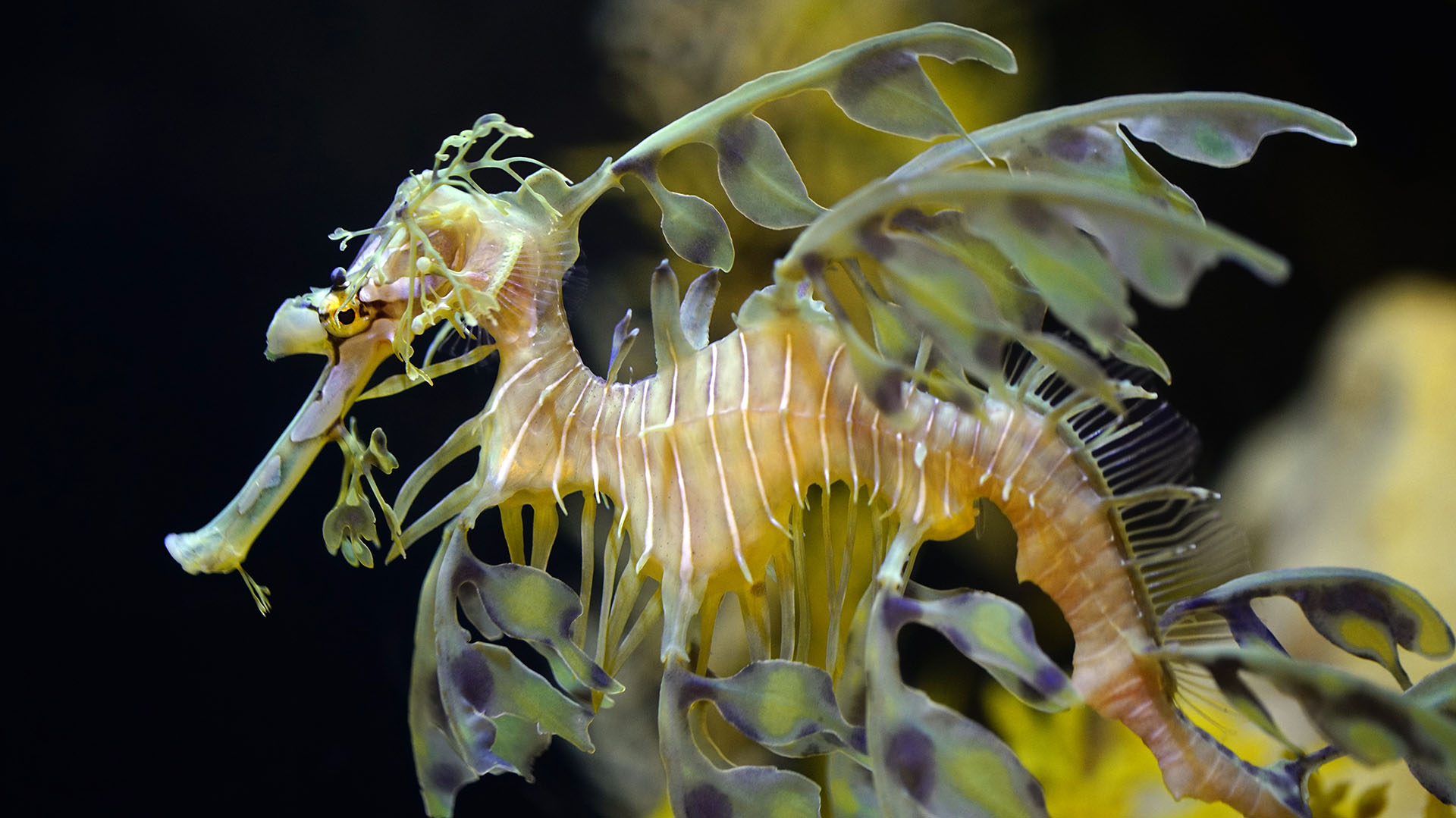 Dragones marinos: la extraña criatura que se diferencia del caballito de mar por la falta de algunos genes