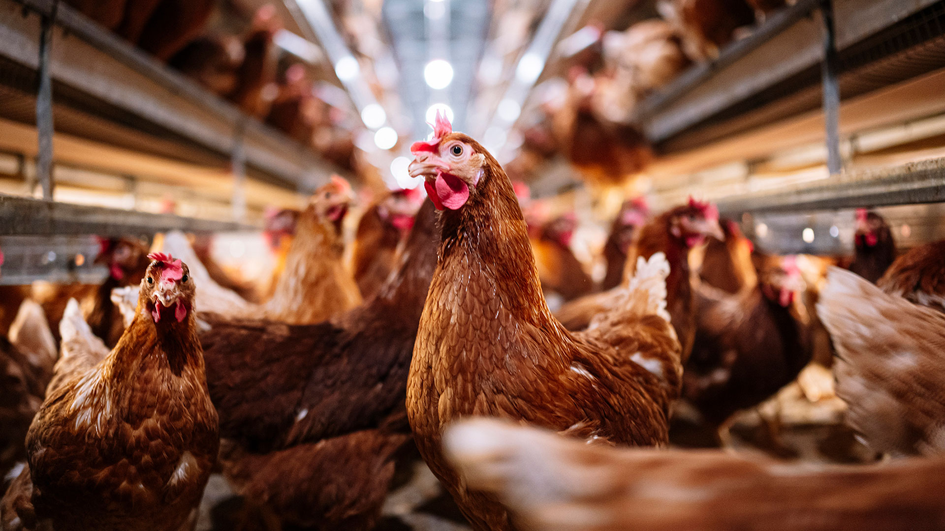 Indoor farm of hens that lay eggs. (Getty)