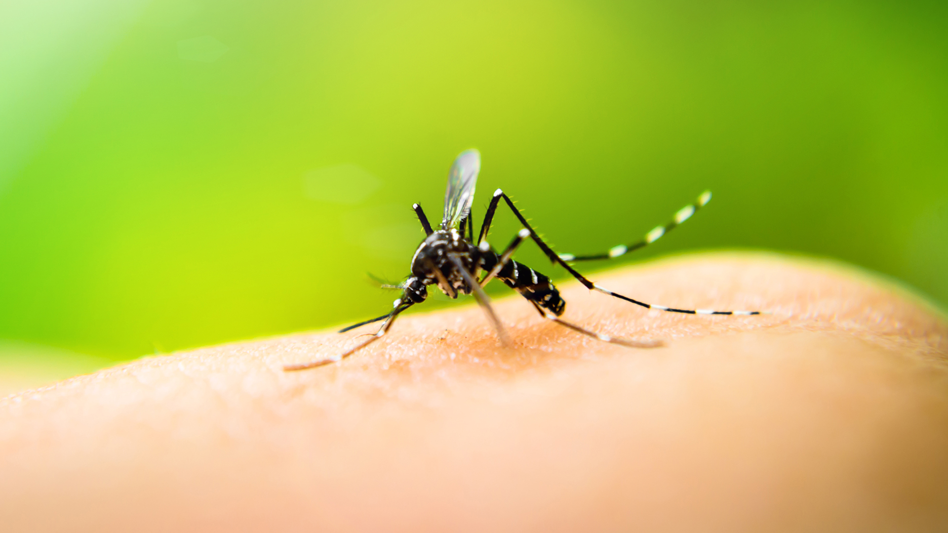 El dengue está en alza en Argentina y la región, por eso los expertos recomiendan extremar cuidados frente al mosquito transmisor Aedes aegypti