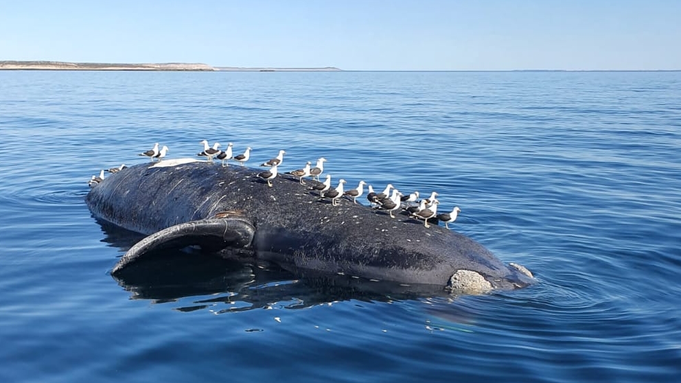 Las playas de la Península Valdés fueron el lugar de una nueva jornada de luto tras la aparición de otra ballena franca austral muerta en las aguas del Golfo Nuevo