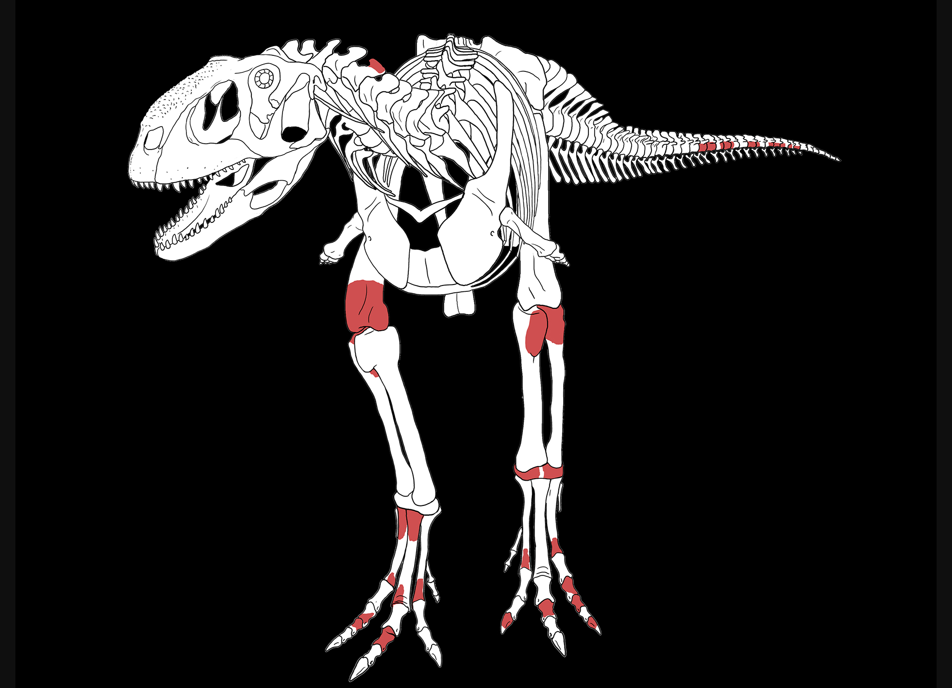 Encontraron en la Patagonia un dinosaurio depredador de un tamaño  inesperado - Infobae