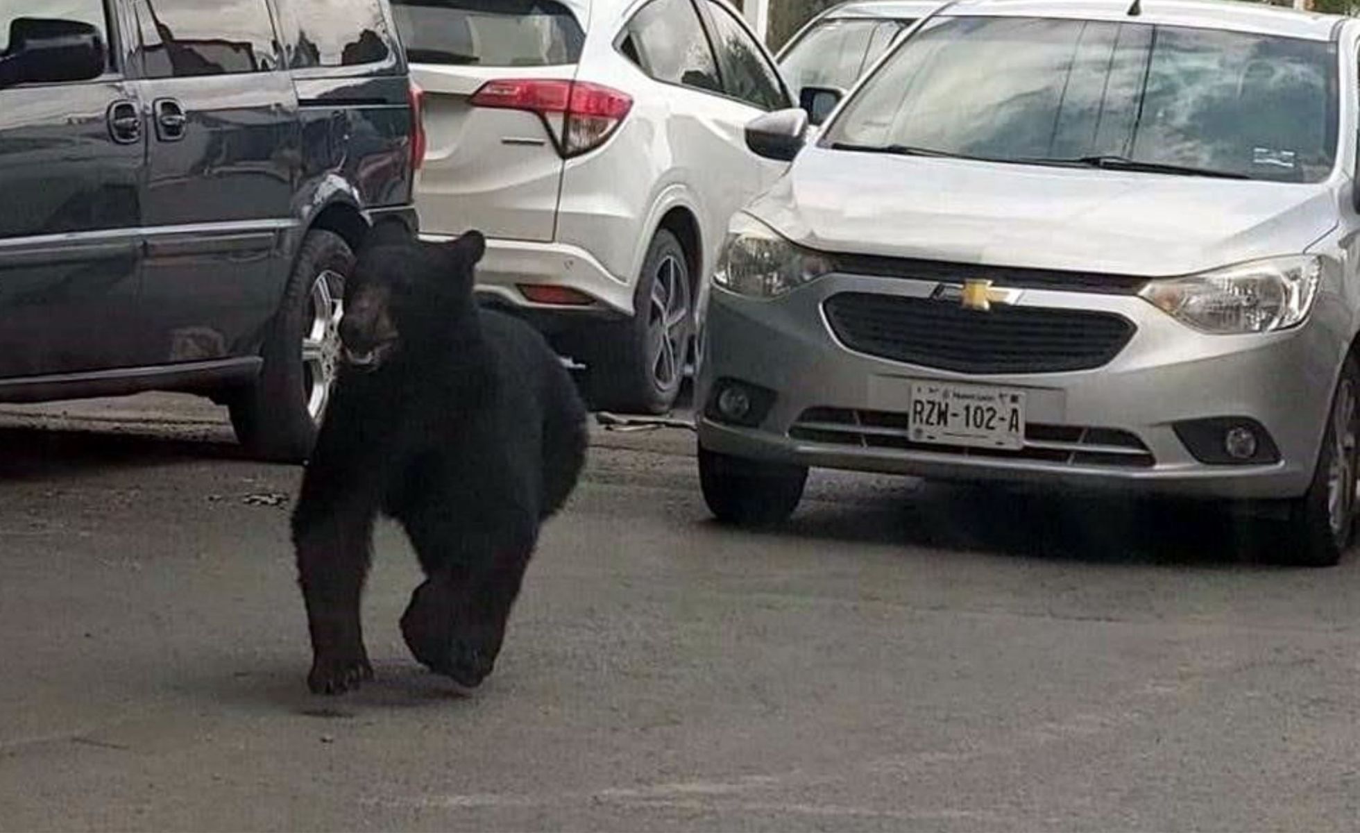 El oso recorrió más de 800 metros de distancia. (Facebook Protección Civil Monterrey)