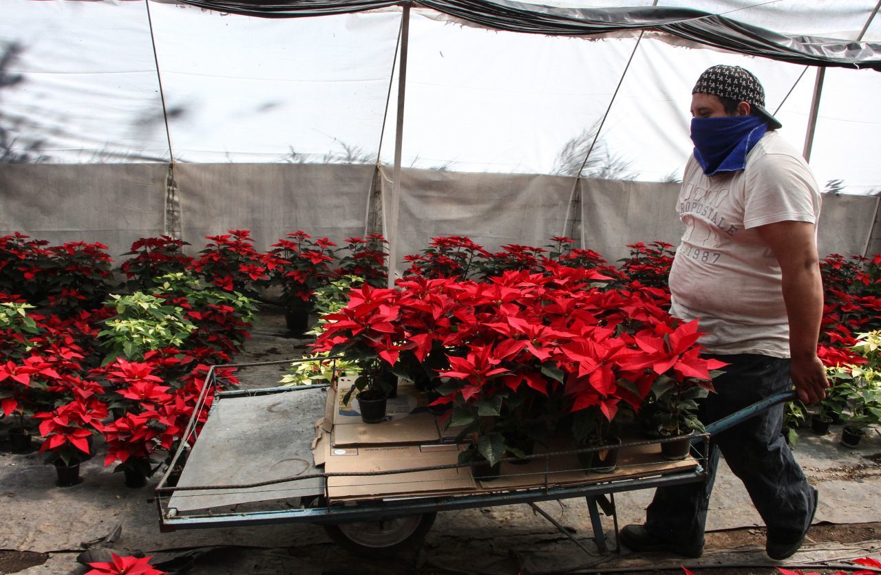 Nochebuena: la flor mexicana que ilumina los hogares en la Navidad más  compleja de la historia - Infobae