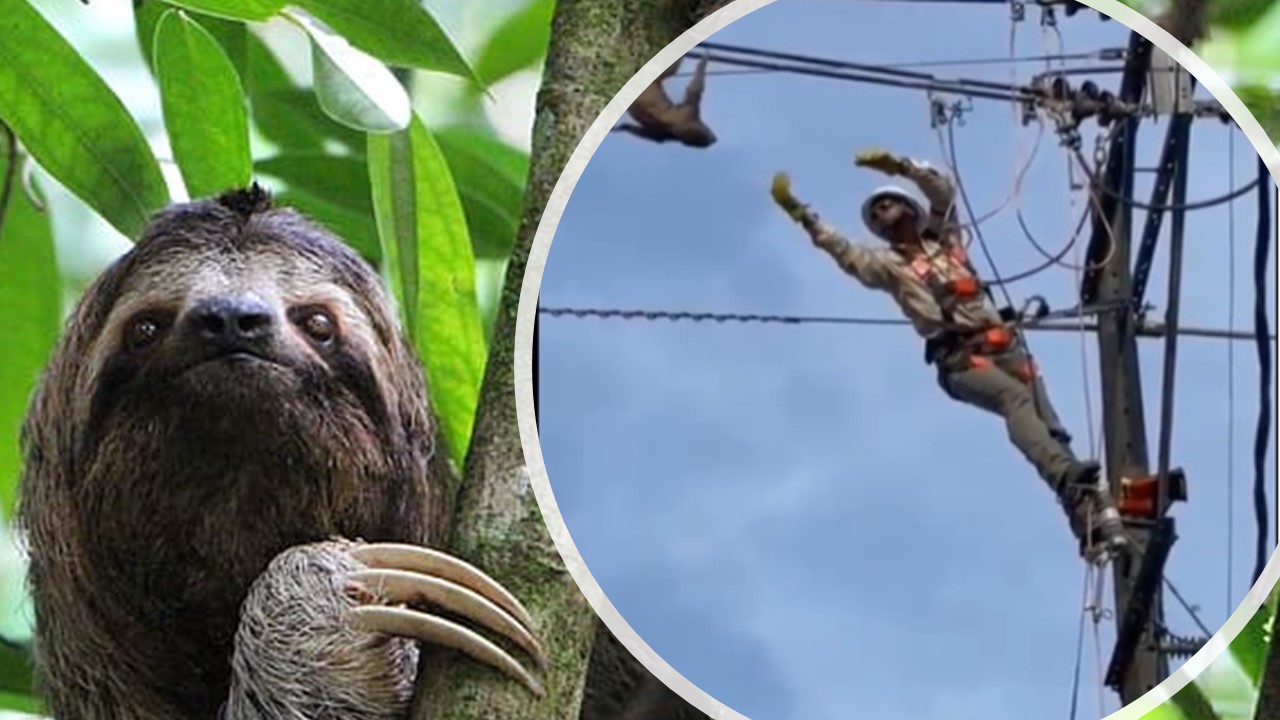Video: oso perezoso fue rescatado de cables de luz en Antioquia