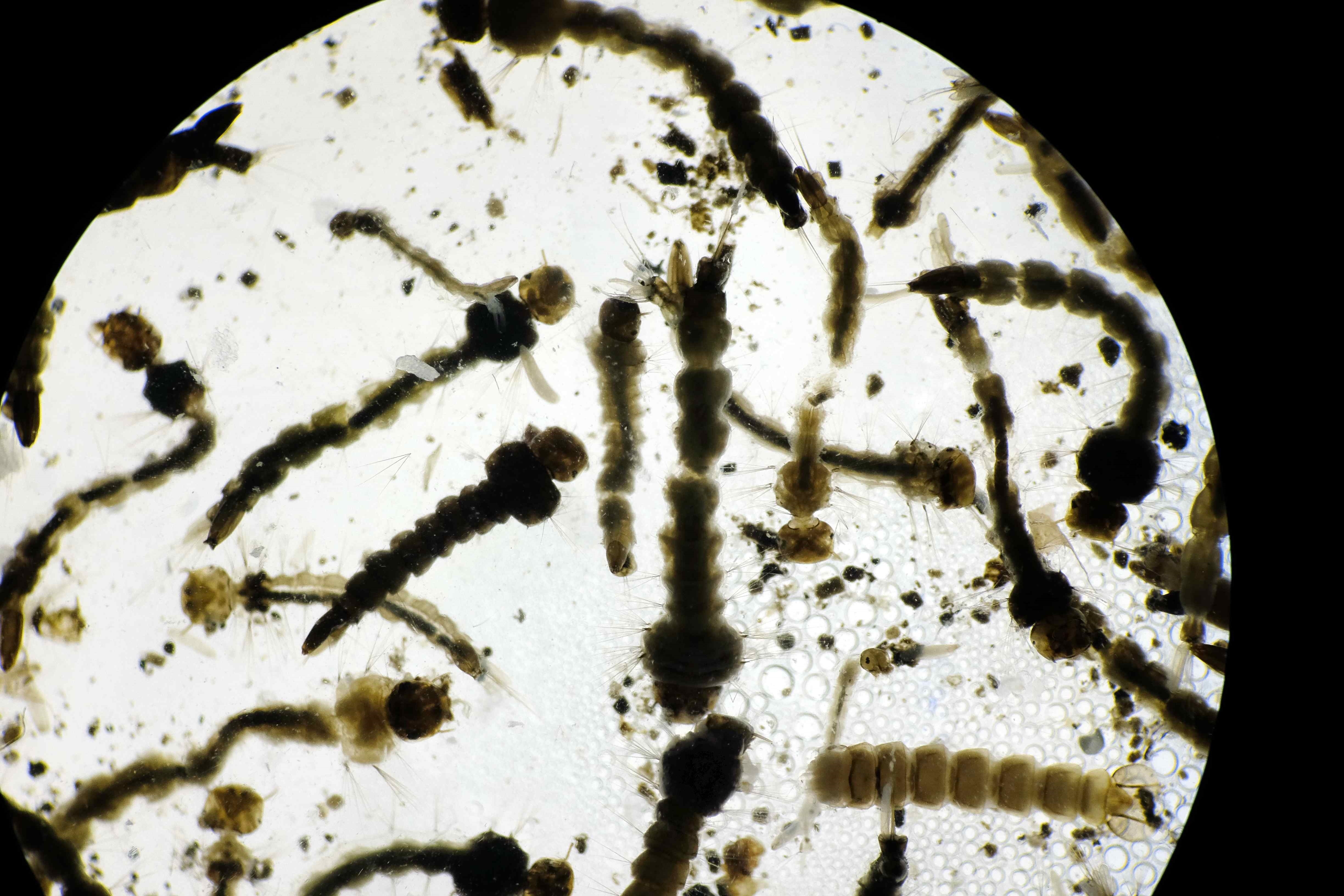 Las larvas de los mosquitos se crían en aguas depositadas en distintos recipientes (CDC) EFE/Jeffrey Arguedas/Archivo
