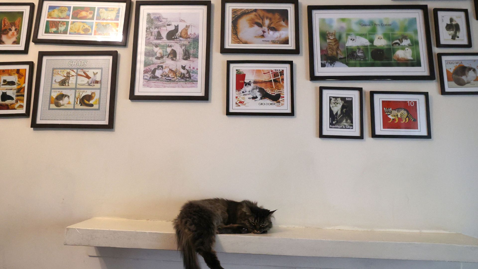 “Miaumuseo”, el lugar perfecto para los amantes de los gatos