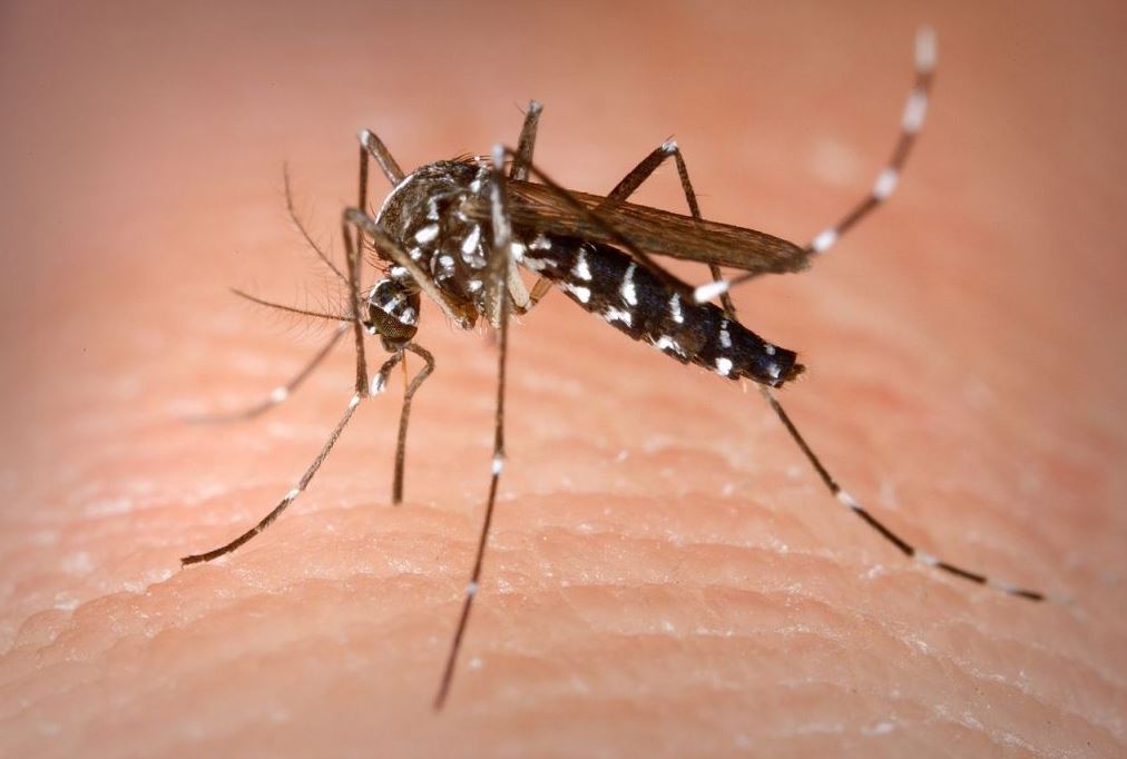Zancudo vector de la enfermedad del dengue. (Foto: Difusión Minsa)