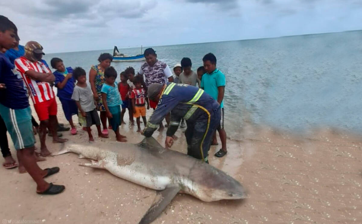 Imagen del momento en el que los pescadores de la Alta Guajira trasladaron al tiburón a las playas del sector, para posteriormente sacrificarlo en medio de un grupo de menores de edad. Foto: Corpoguajira