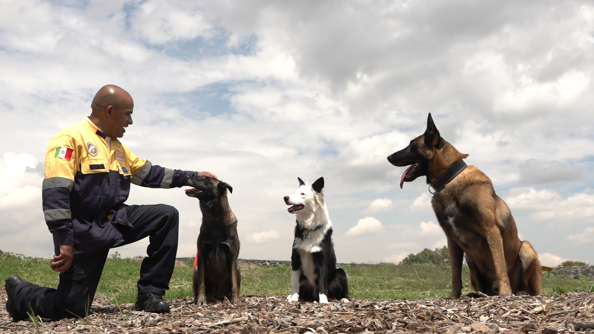 El entrenamiento de los perros debe de ser constante y deben de mantenerse activos (Infobae.)