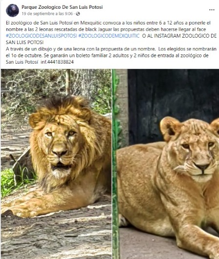 Zoológico de Mexquitic busca nombre para leones rescatados del santuario  Black Jaguar Tiger - Infobae