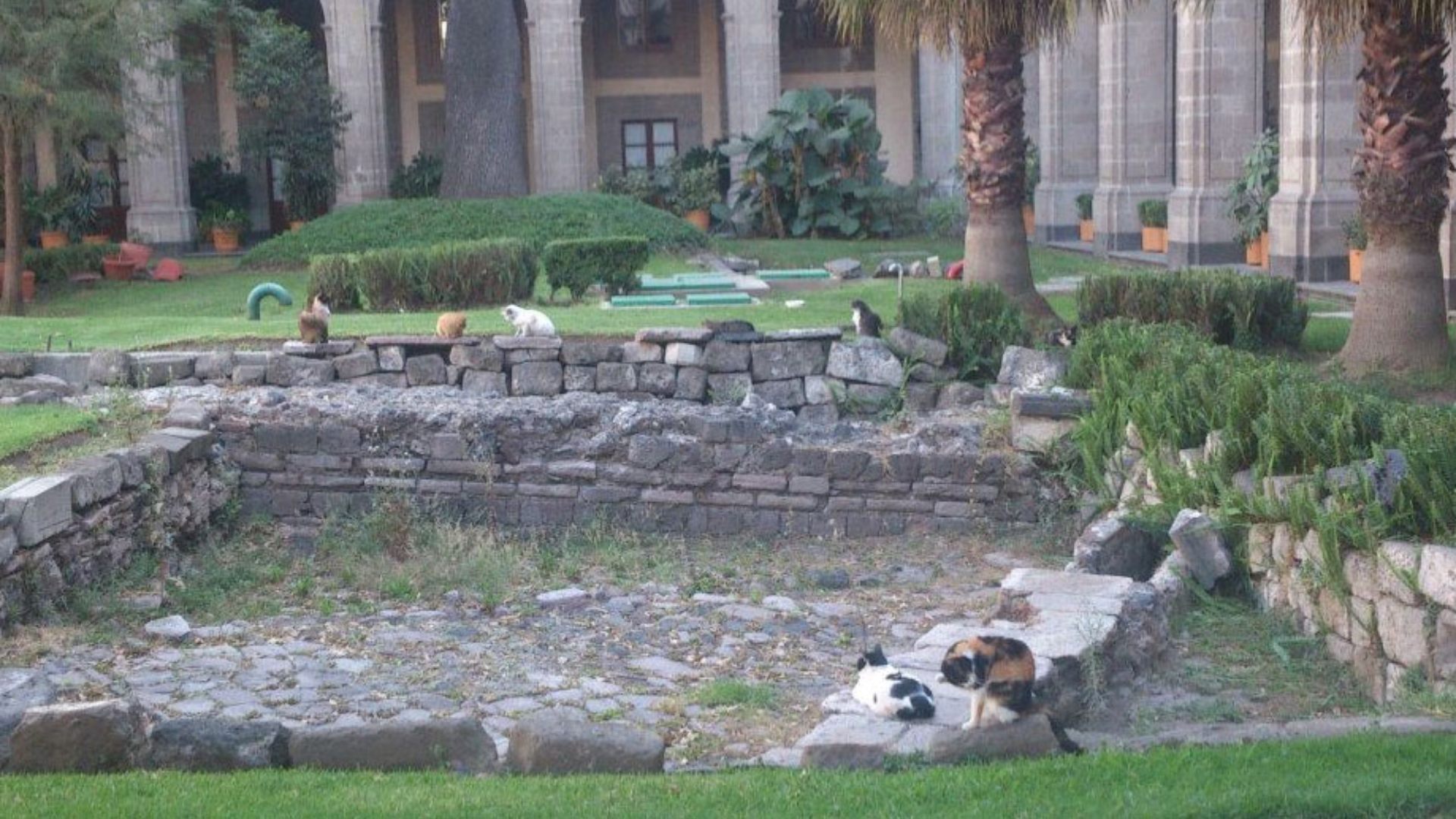 La mayoría de los gatos de Palacio Nacional prefieren el Jardín de la Emperatriz para descansar  (Foto: Facebook SHCPMX)