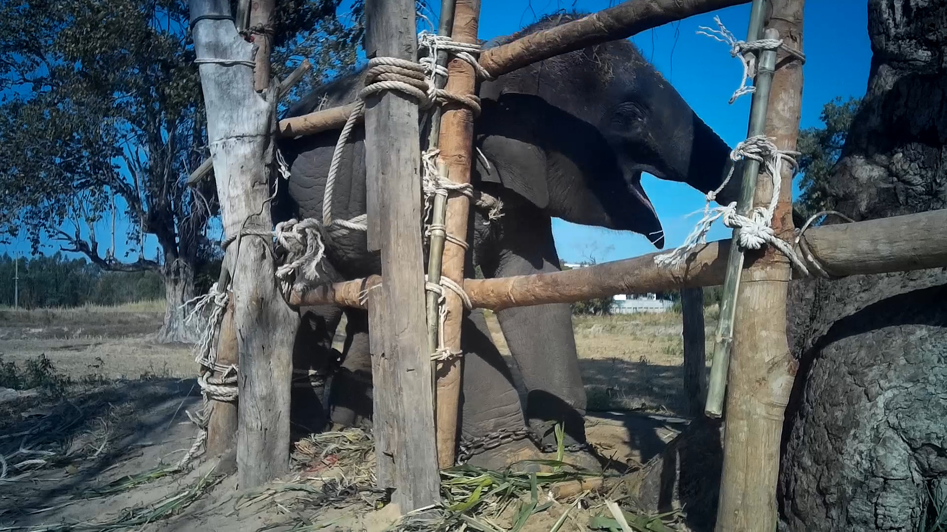Parte del cruel entrenamiento de elefantes en Tailandia. (World Animal Protection)