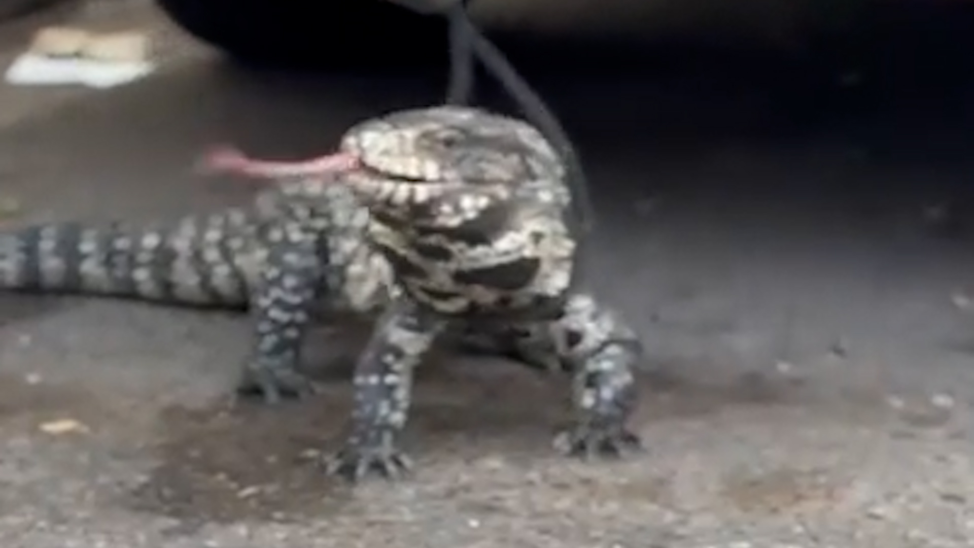 Colapinto mostró la pista de Interlagos en el simulador de Alpine y habló de los fanáticos argentinos que viajarán a Brasil 