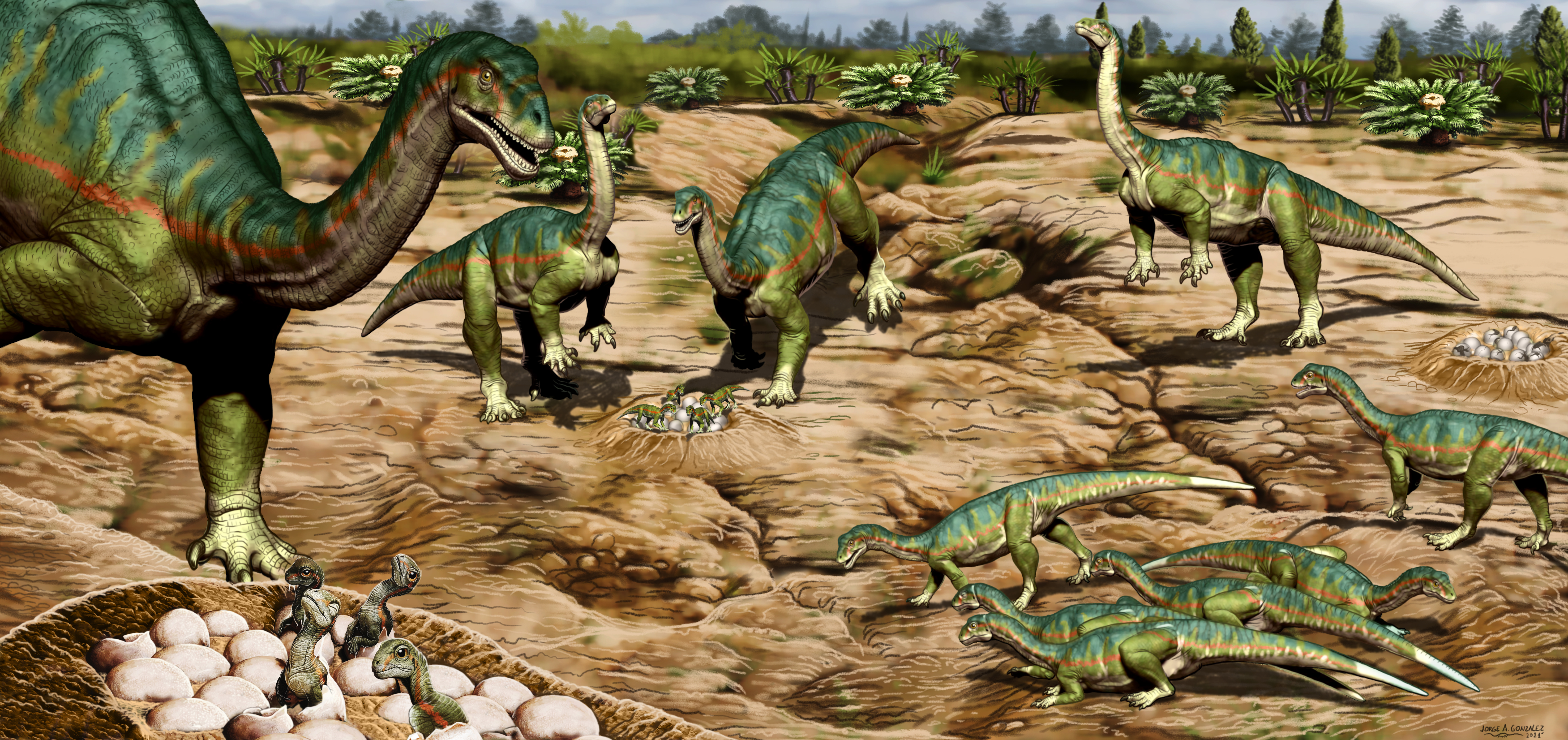 Así eran los primeros dinosaurios que habitaban en el actual territorio de Santa Cruz, Argentina que se movían en manada (Ilustración de Jorge González)