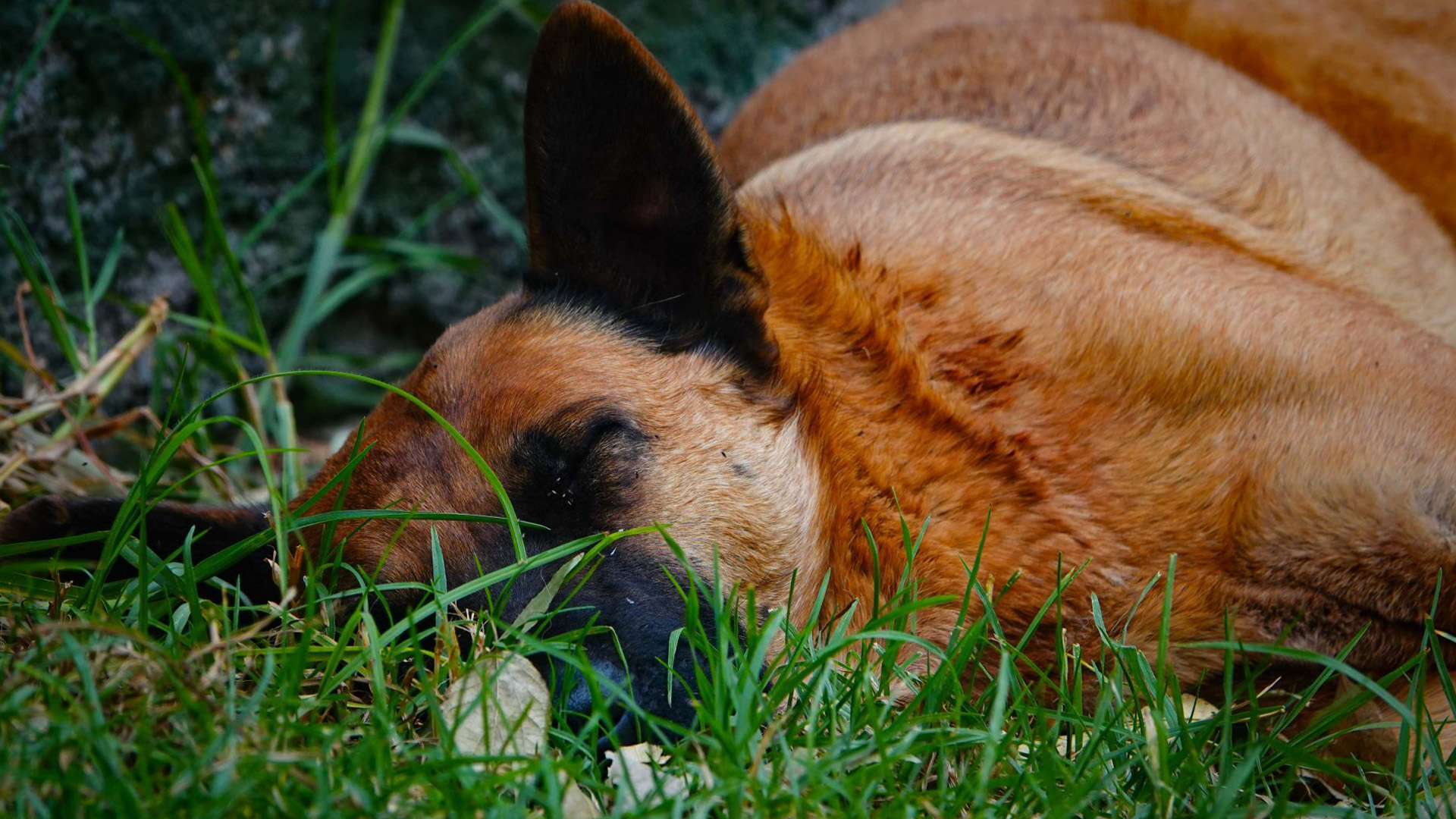 En qué estados está prohibida la zoofilia y cómo se castiga este delito en  México? - Infobae