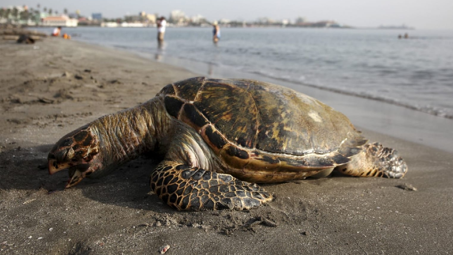 De santuario a cementerio: encontraron más de 300 tortugas golfinas muertas en las playas de Oaxaca