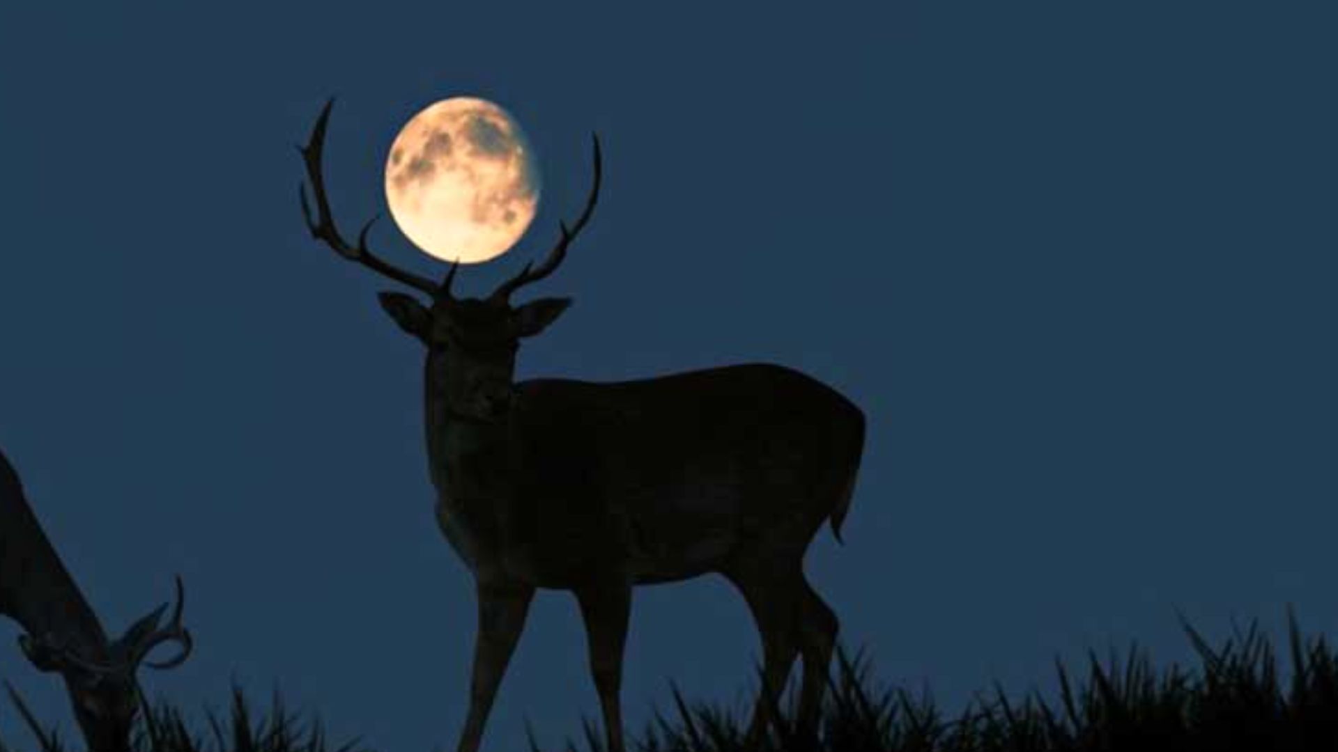 July 2022 Super Moon: What is a deer moon and how do you see it Image: Getty Images