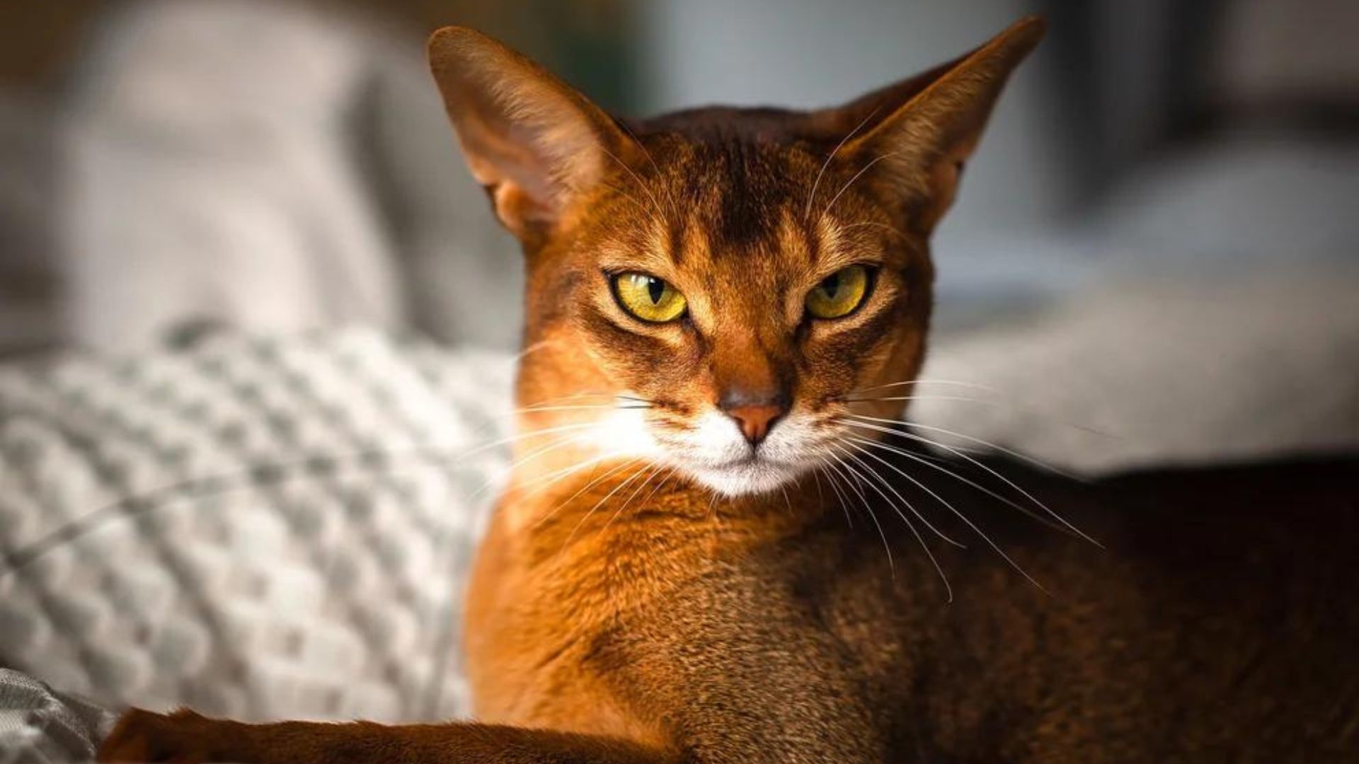 Estudio reveló cuáles son las razas gatos más inteligentes - Infobae