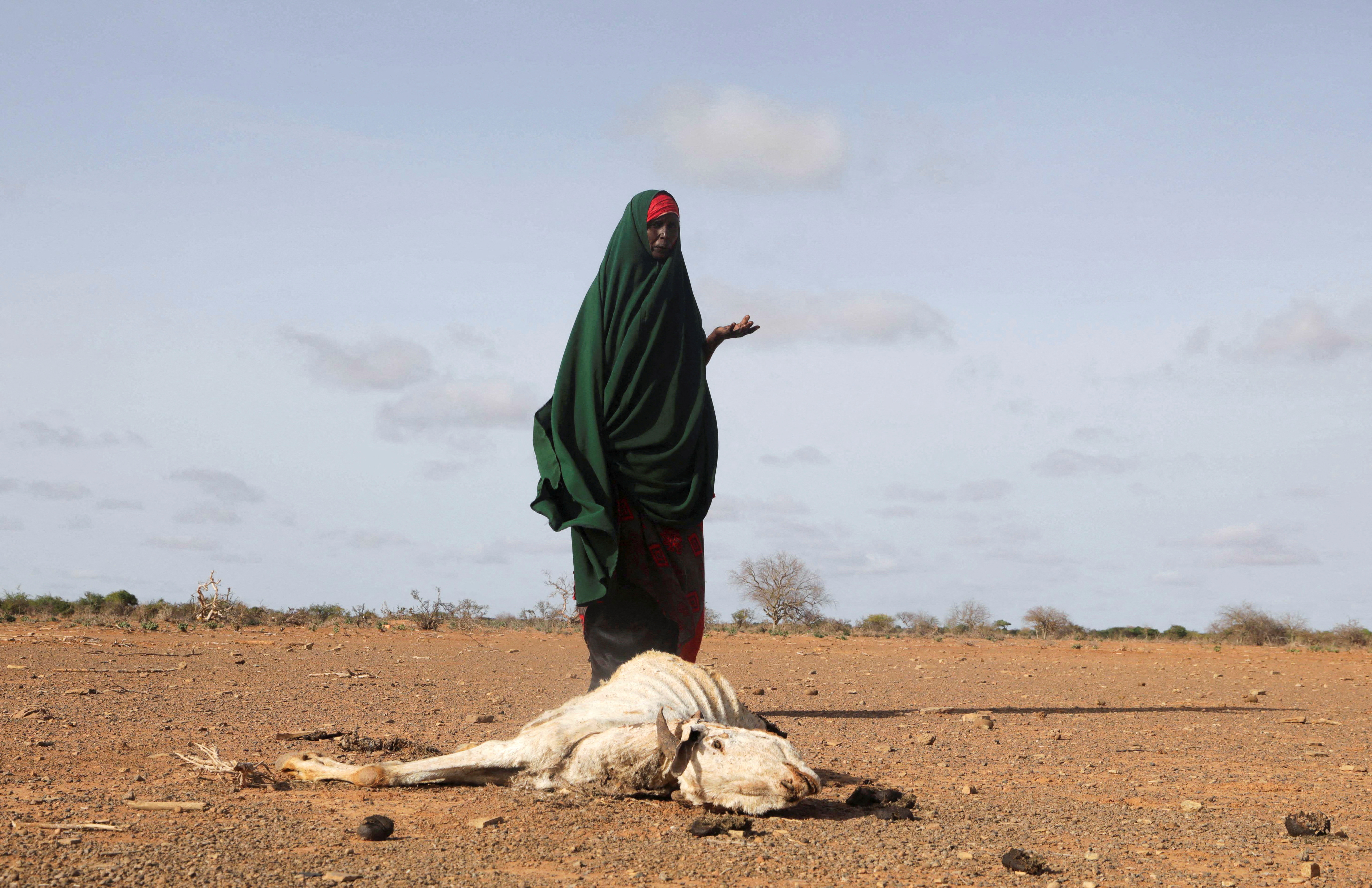Una mujer somalí desplazada internamente cerca del cadáver de su ganado muerto después de sequías severas cerca de Dollow, Somalia (REUTERS/Feisal Omar)