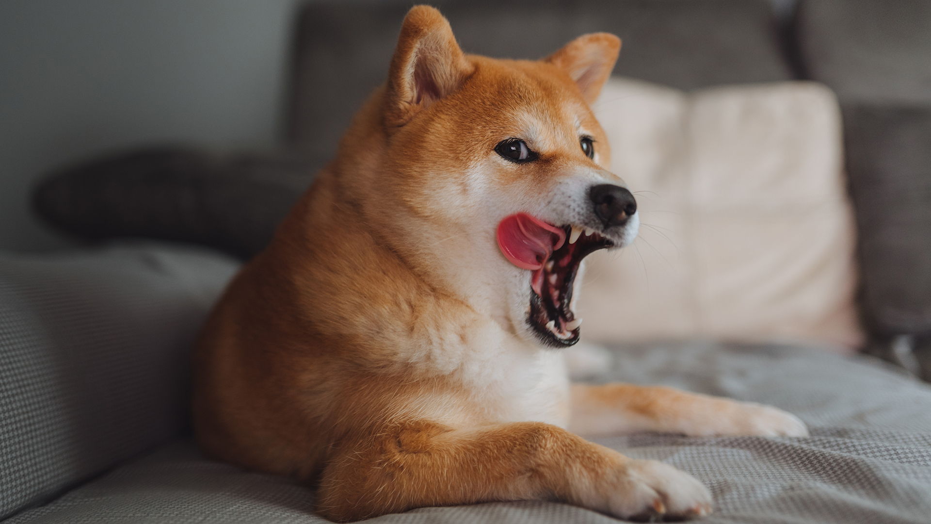 犬のあくびの意味は何ですか Infobae