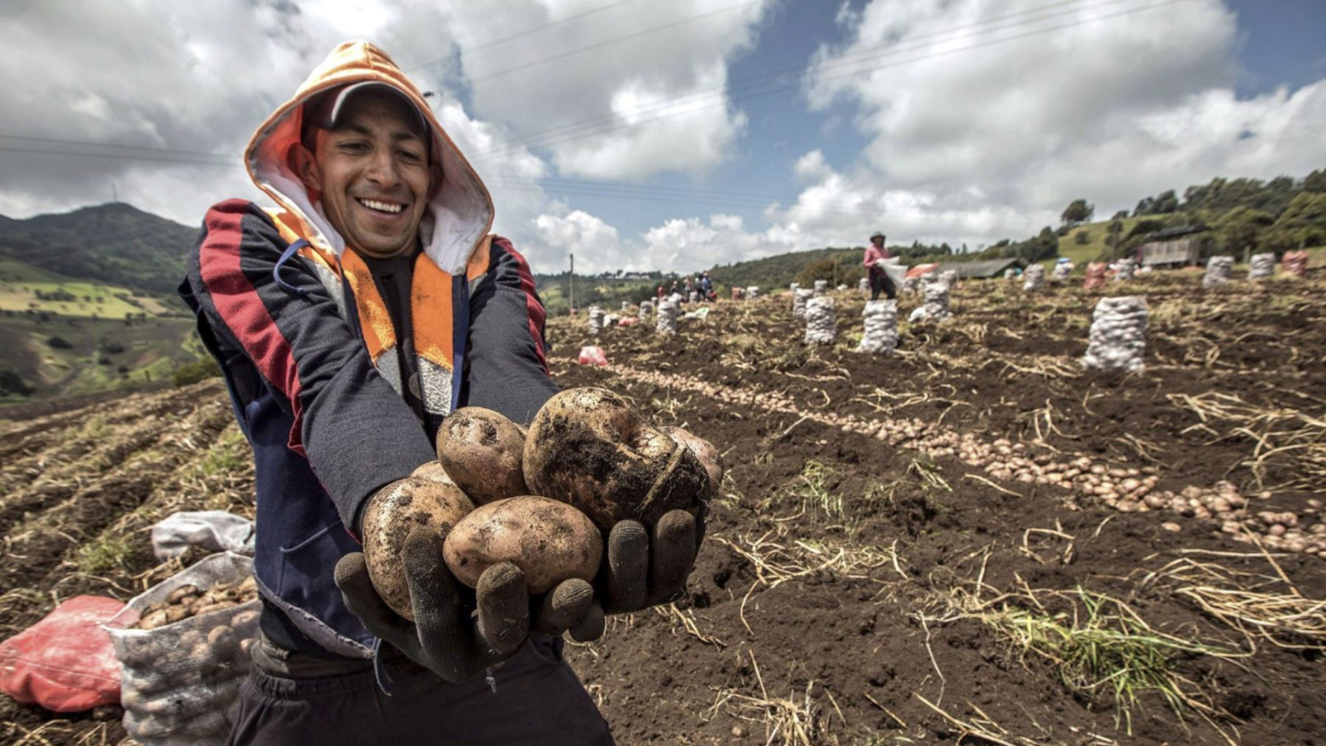 Día Nacional de la Papa en Perú: por qué se celebra, cuándo es y qué recetas  se pueden cocinar - Infobae