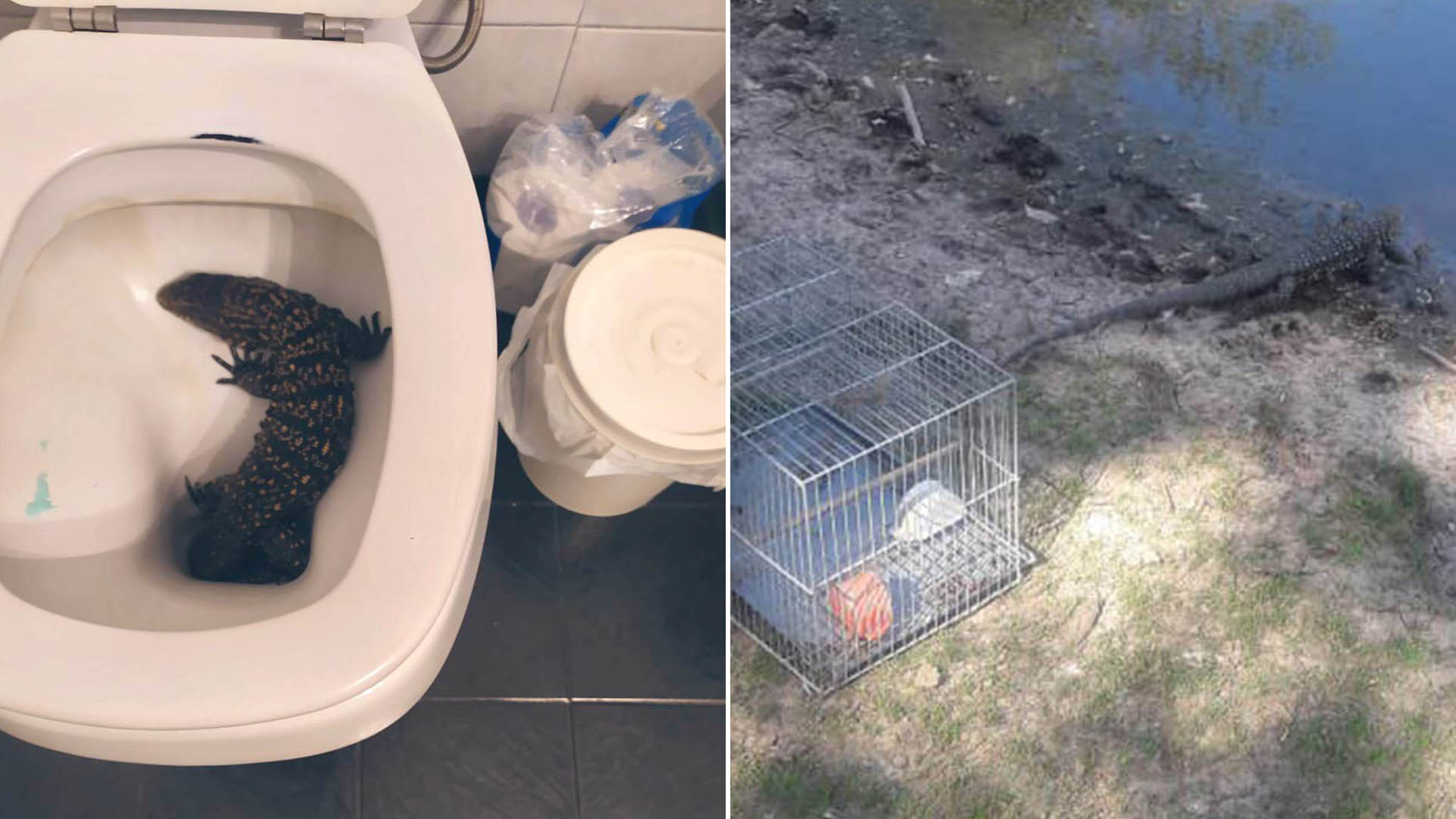Susto en La Plata: fue al baño de su casa y se encontró con un lagarto en el inodoro