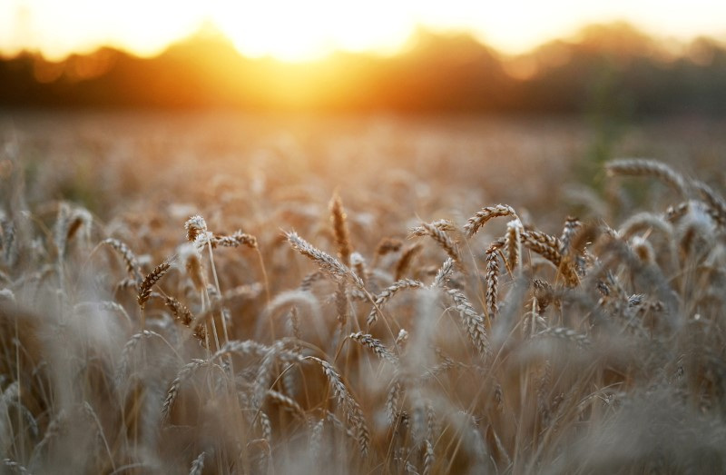 El trigo, el cultivo más perjudicado por la sequía 
REUTERS/Sergey Pivovarov