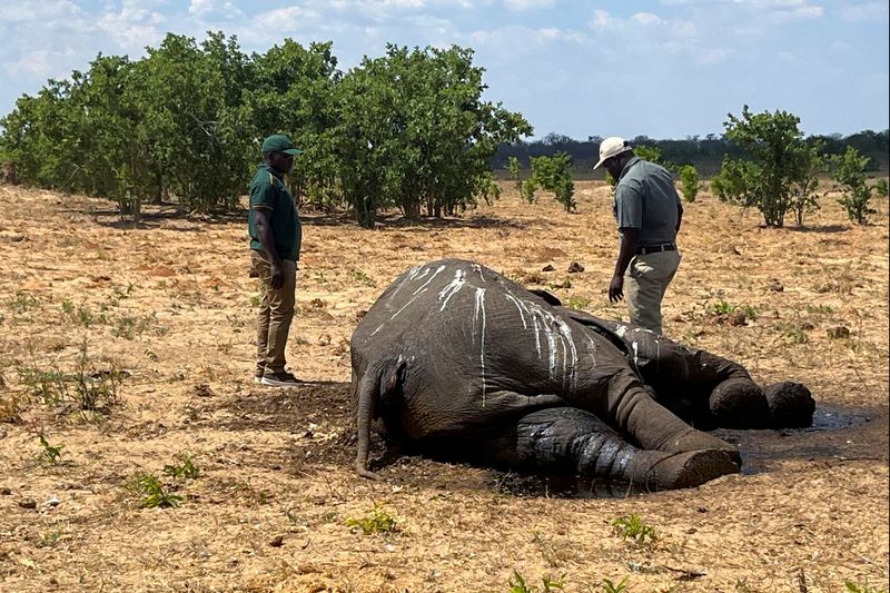 Zimbabue ordenó el sacrificio de 200 elefantes para enfrentar la escasez de alimentos por la peor sequía en décadas