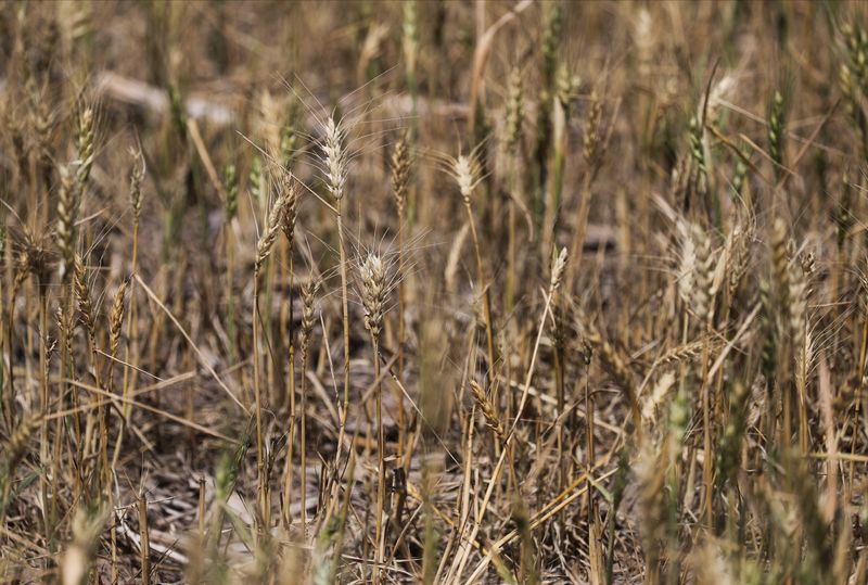 Una imagen muestra plantas secas de trigo como resultado del fenómeno climático de La Niña, en un campo de Navarro, en la provincia de Buenos Aires, Argentina, el 5 de diciembre de 2022. REUTERS/Agustin Marcarian