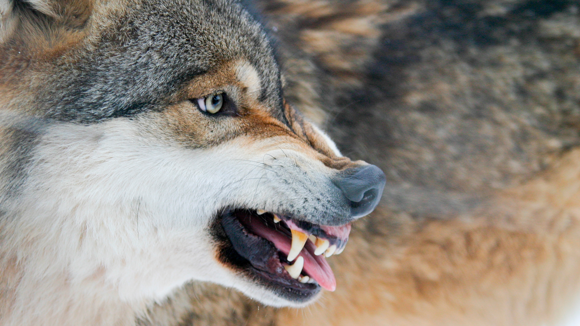 Sabemos que el lobo y el perro comparten muchas características, aunque al mismo tiempo, son muy diferentes (Shutterstock)