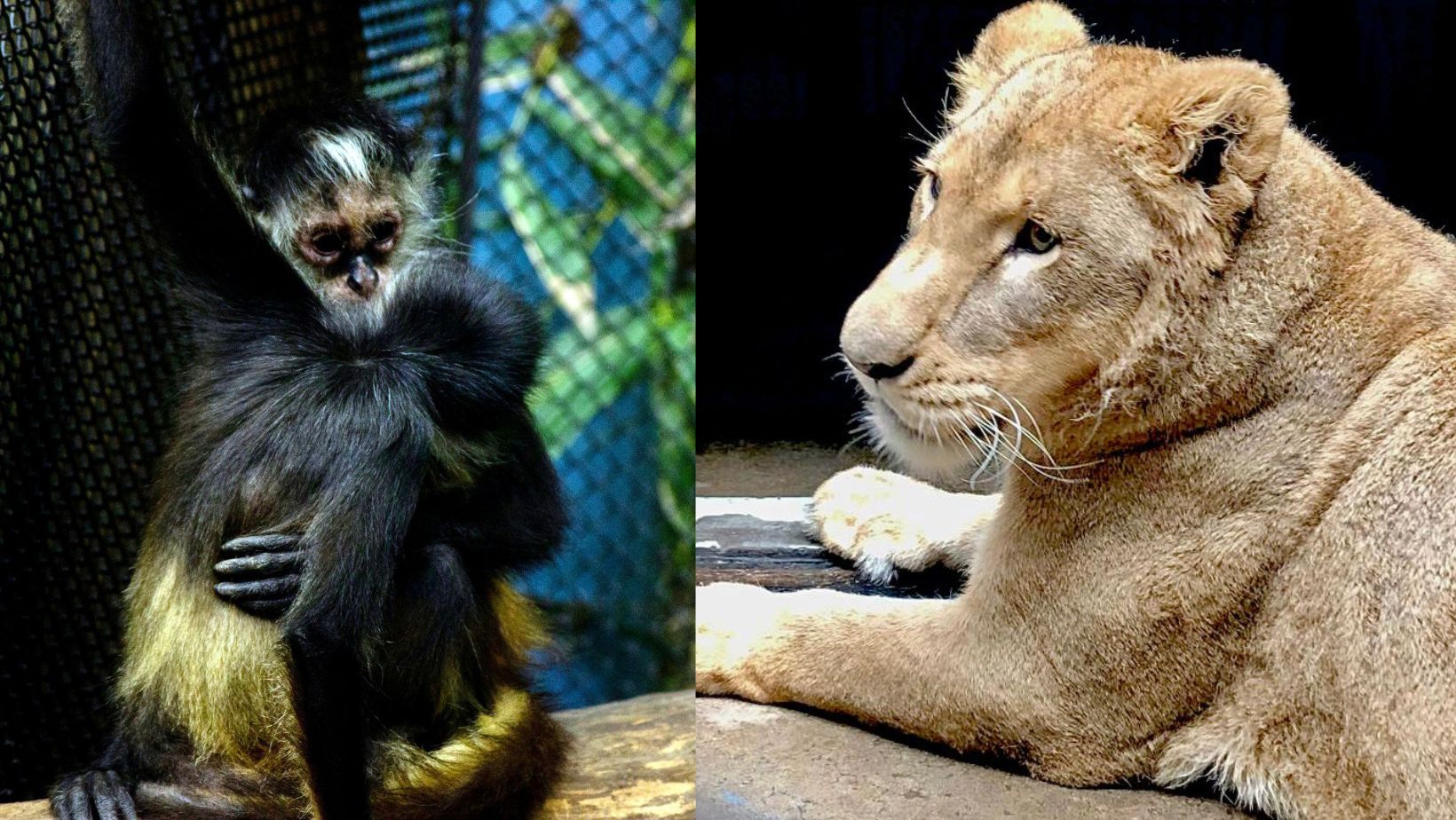 Felinos y primates rescatados del santuario Black Jaguar se recuperan en  Zoológico de Chapultepec - Infobae