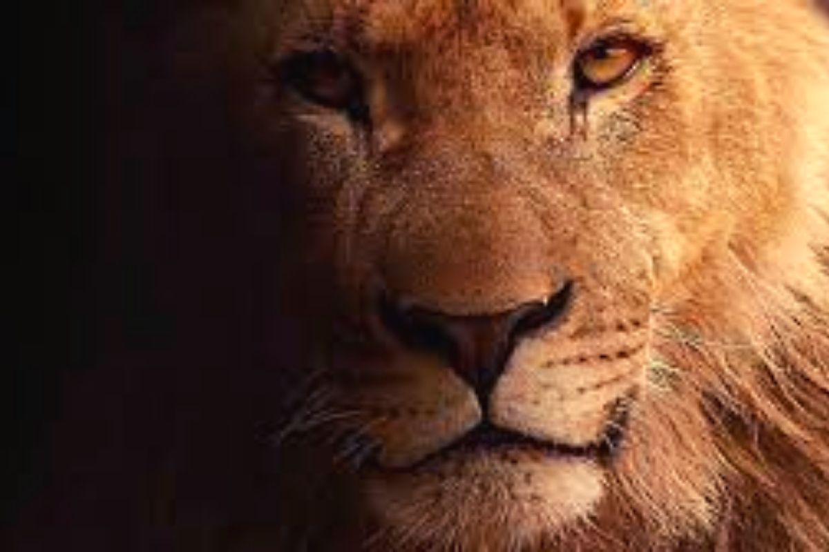 Cuál es el significado de soñar con leones? - Infobae