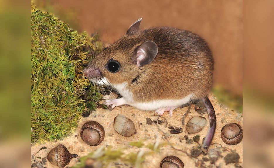 El hantavirus ya se detecta en ratas urbanas y podría aumentar por el cambio climático en América Latina