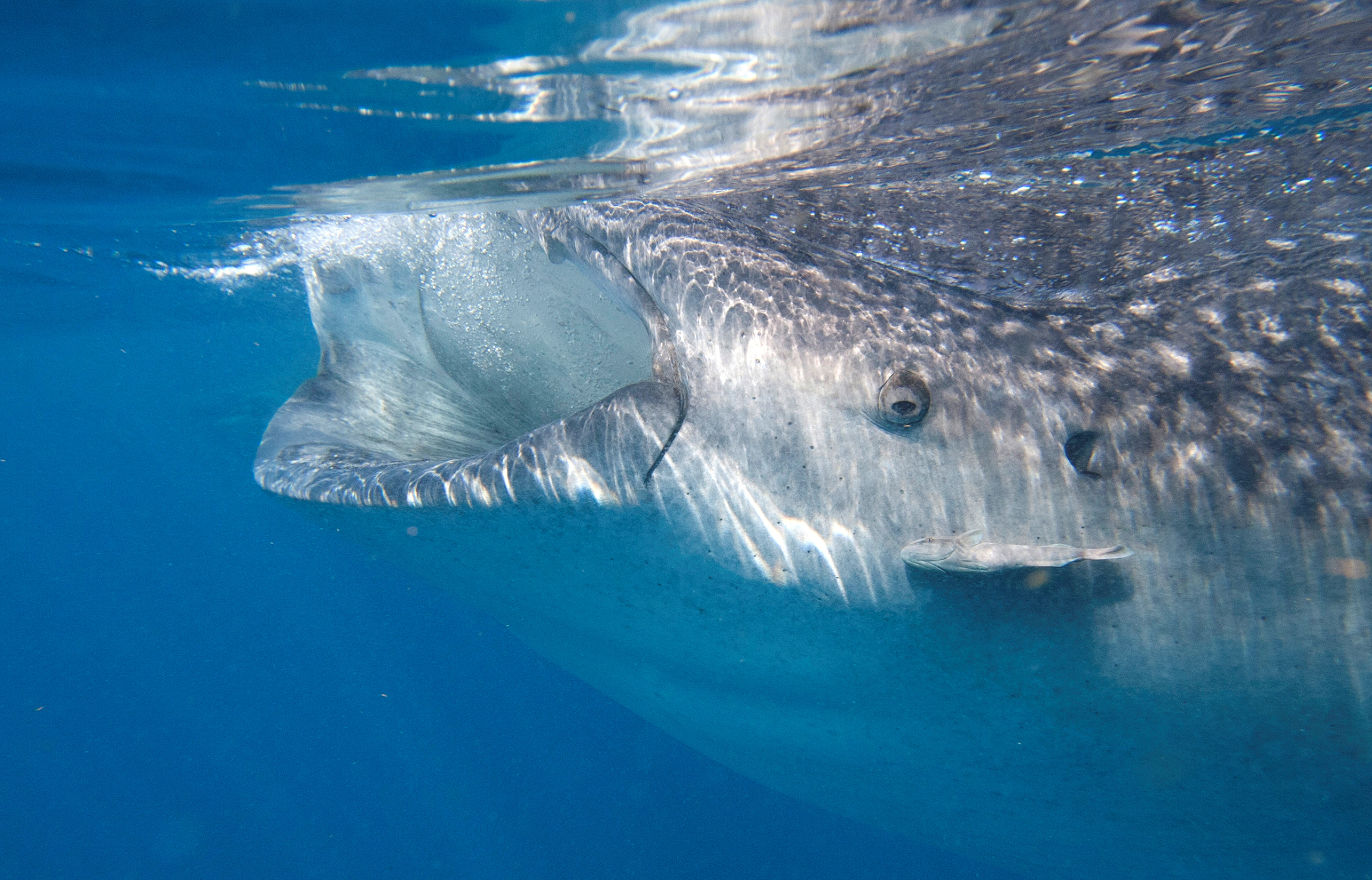 Un tiburón ballena nada en el Mar Caribe en Isla Mujeres. (Foto: Reuters)