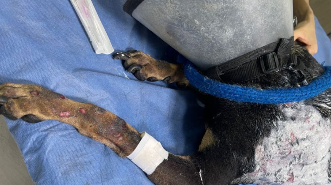 Cuatro perros muertos y una mujer herida deja grave incendio en albergue de  animales en Cali - Infobae