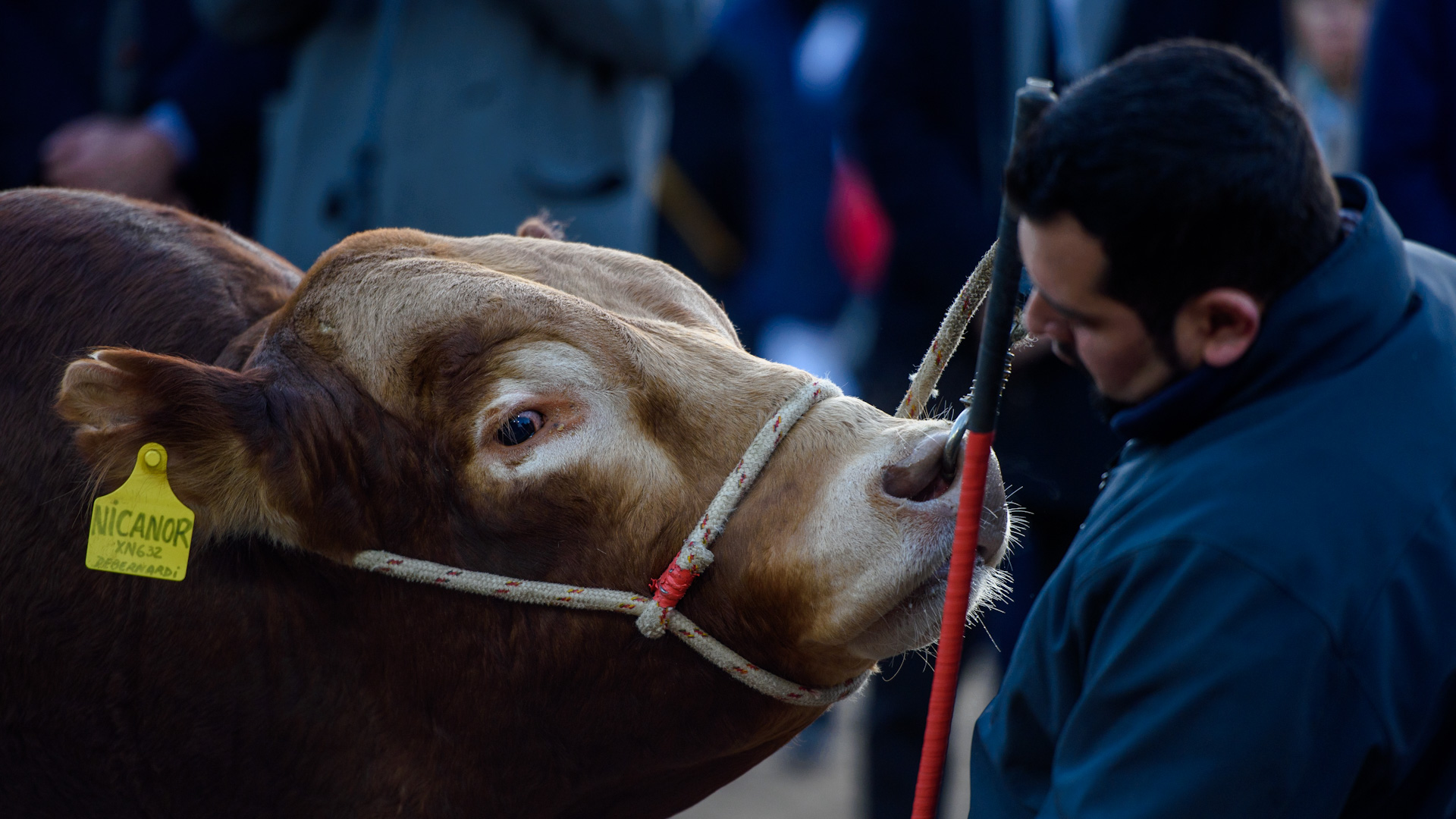 El primer animal en llegar a la Rural de Palermo, fue un toro de la raza Limousin. (Adrián Escandar)