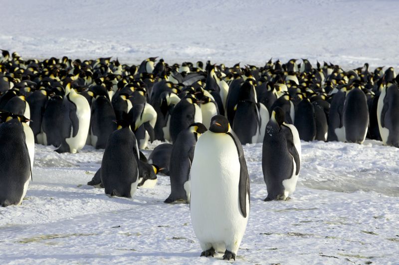 "Los pingüinos emperadores pueden desaparecer a finales de siglo, a menos que se tomen medidas urgentes”, alertaron los expertos
REUTERS/Martin Passingham