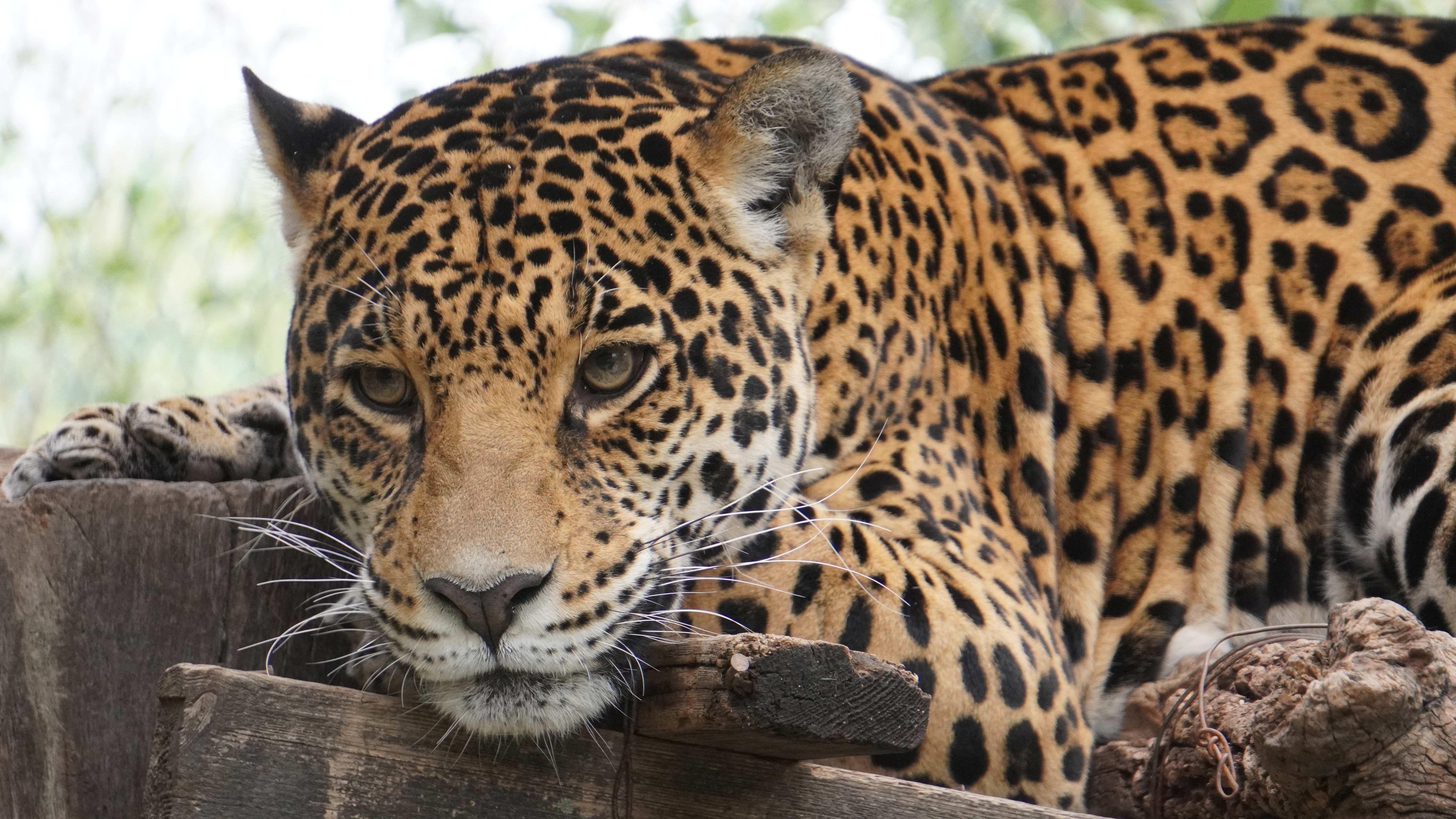 El jaguar fue avistado en una vía rural del departamento de Vaupés en el suroriente de Colombia. (Reino Animal/ Handout via REUTERS)