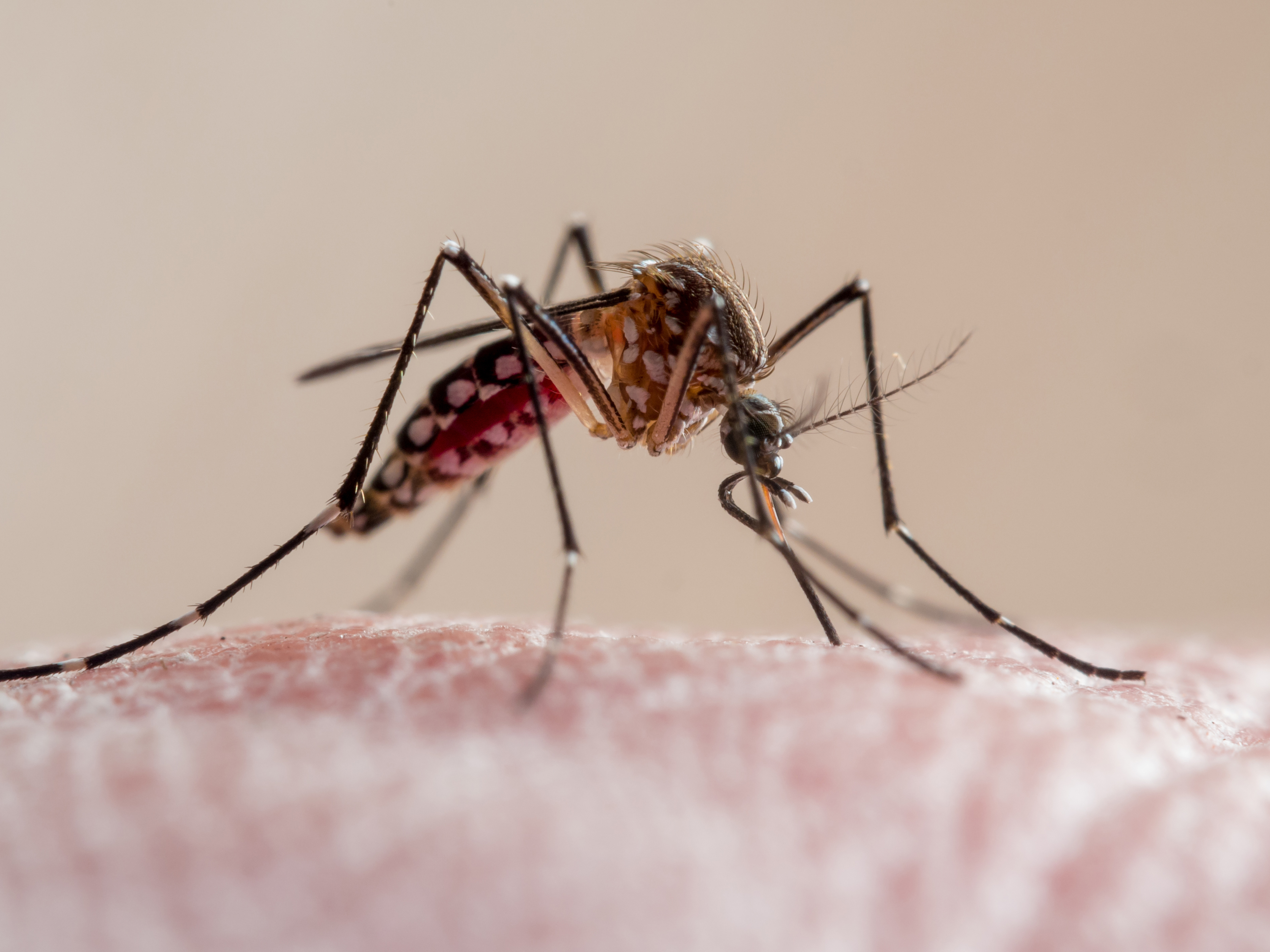 Dengue en Colombia: por alerta ante el incremento de casos, intensifican acciones de prevención