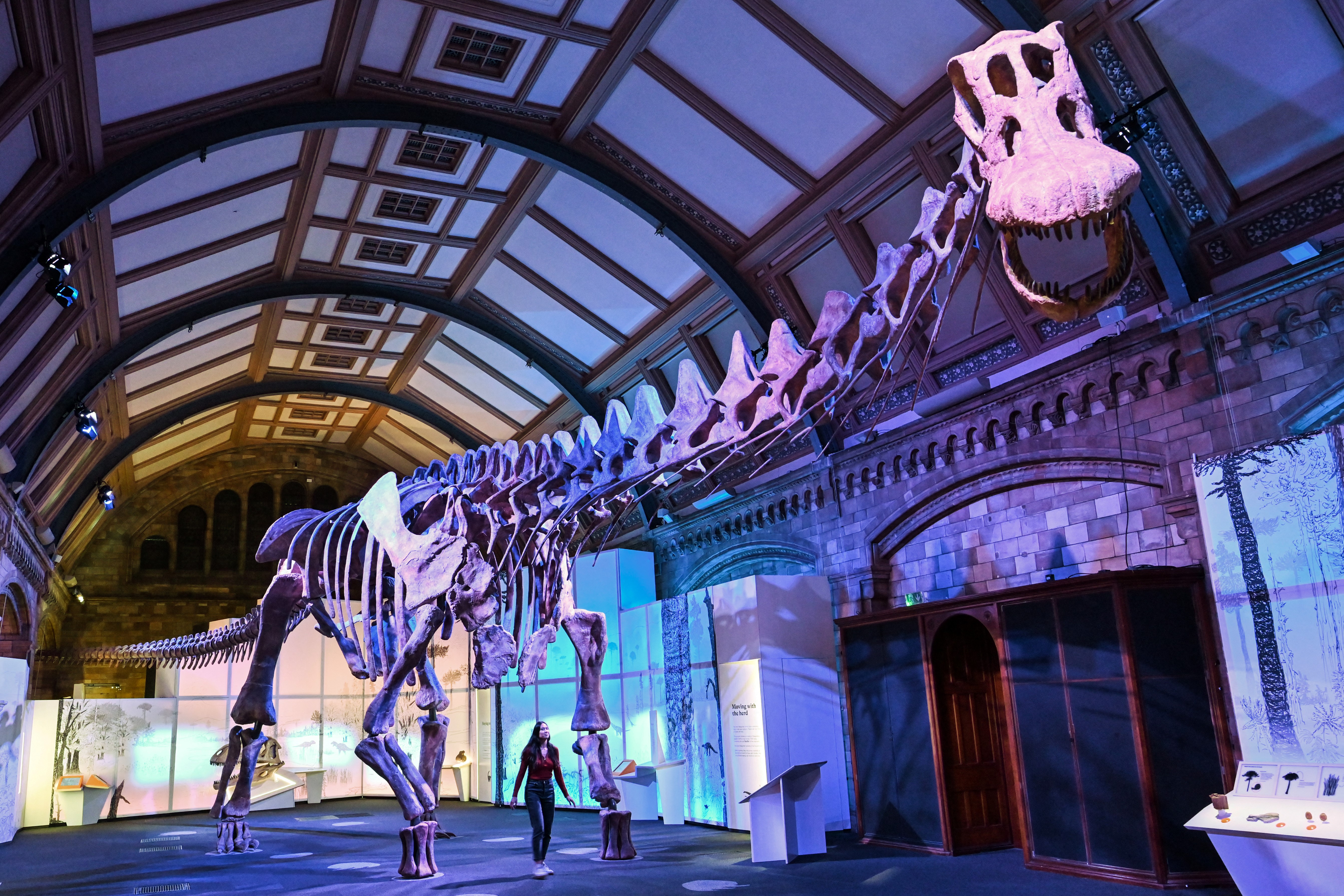Uno de los dinosaurios más grandes que jamás haya pisado la Tierra se exhibe en Londres (Foto de JUSTIN TALLIS / AFP)
