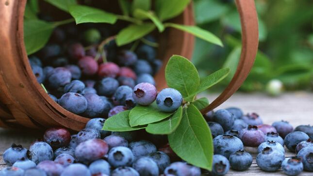 Makan blueberry secara teratur membantu menjaga kesehatan ginjal Anda. 