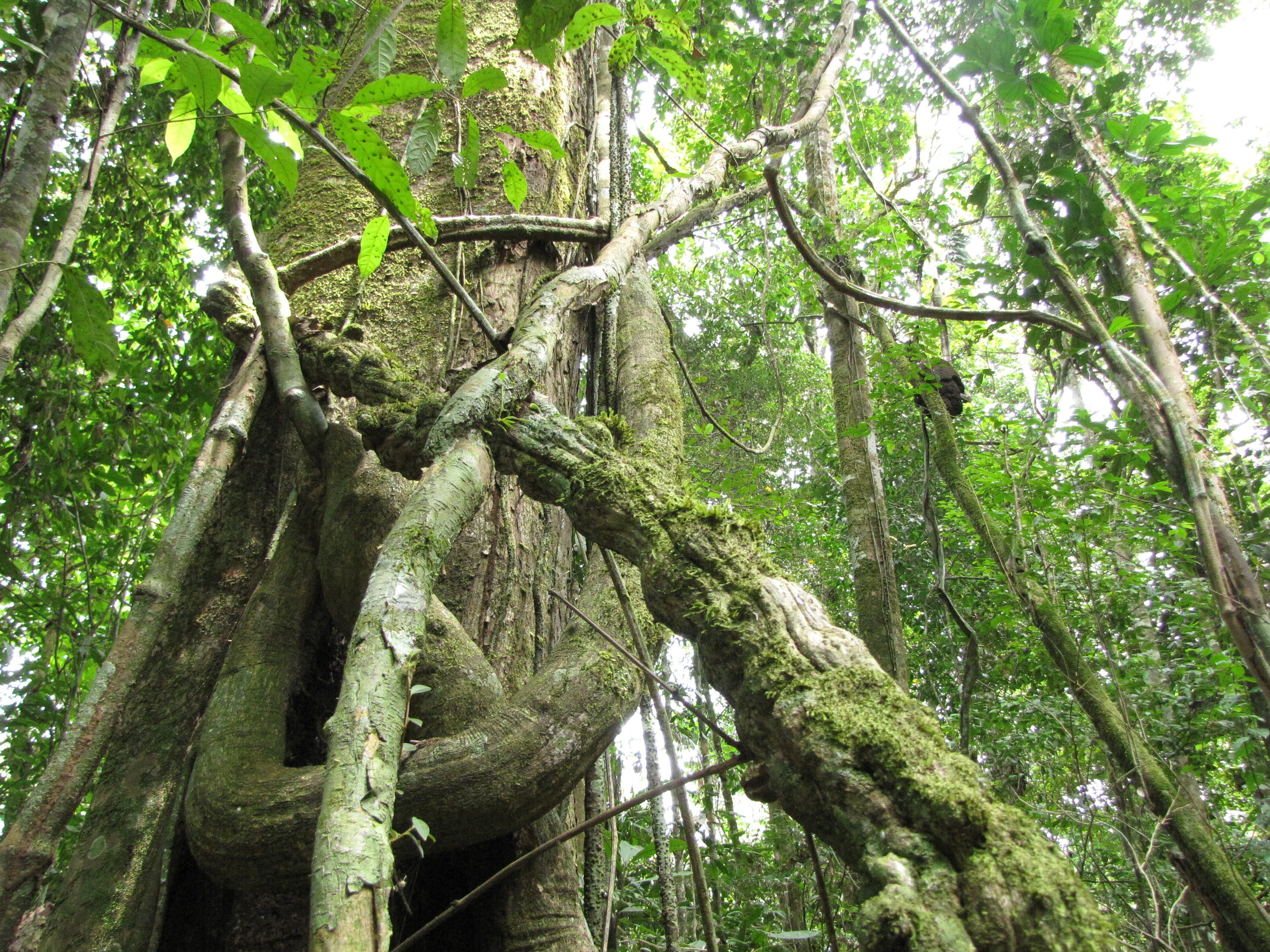 Inteligencia artificial para identificar árboles en la Amazonía de Ecuador  - Infobae