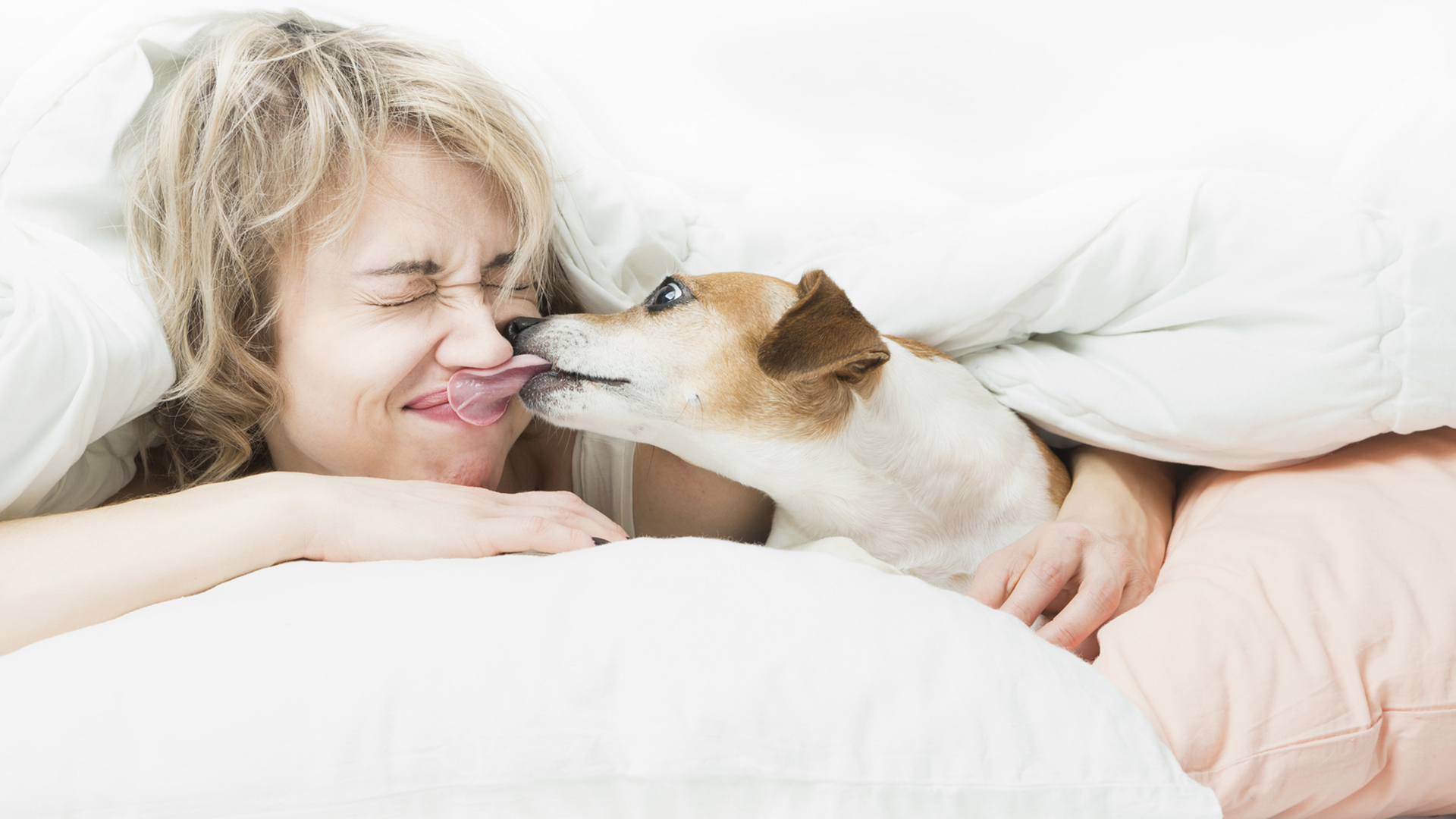 La saliva canina tiene un débil efecto bactericida, y es ciertamente buena para los perros y no les causa daño a las personas / (iStock)