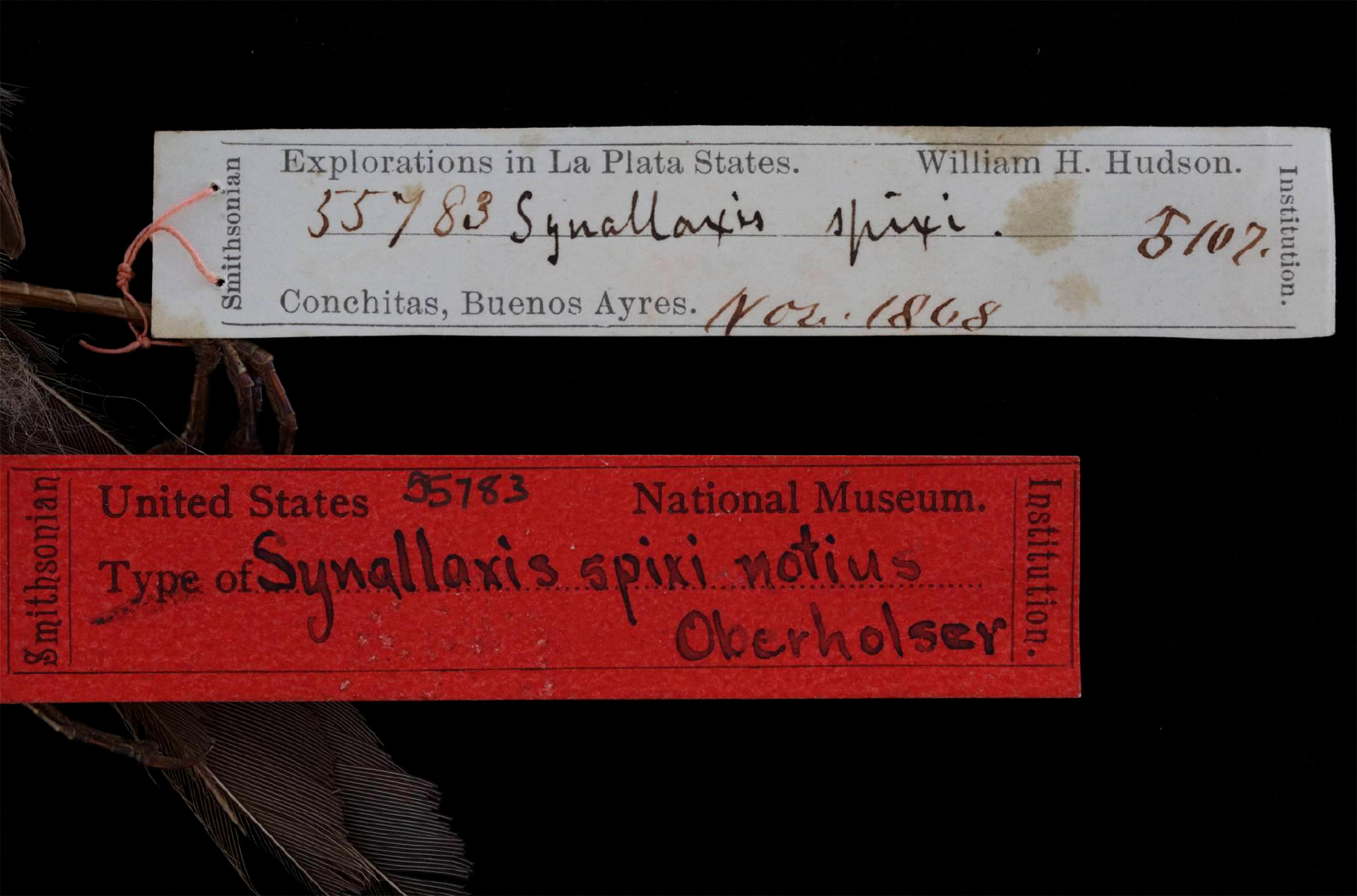 G. E. Hudson fue un importante contribuyente de la colección de aves del Museo de Historia Natural del Smithsonian Institution