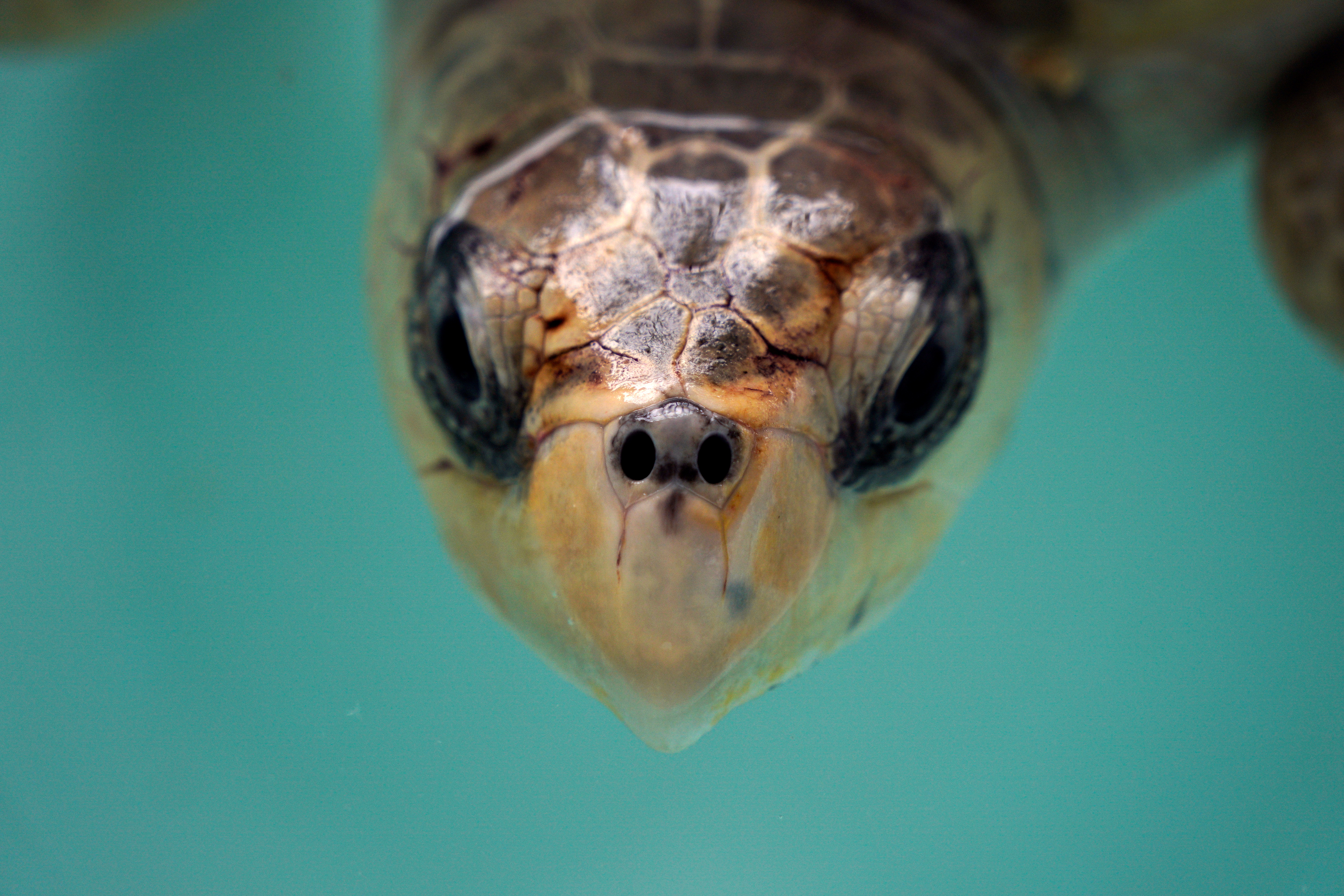 Because cold-blooded creatures take energy from the environment, unlike mammals like humans, which need to burn calories to stay warm, they don't need to eat as much, which makes their metabolism slower (REUTERS)